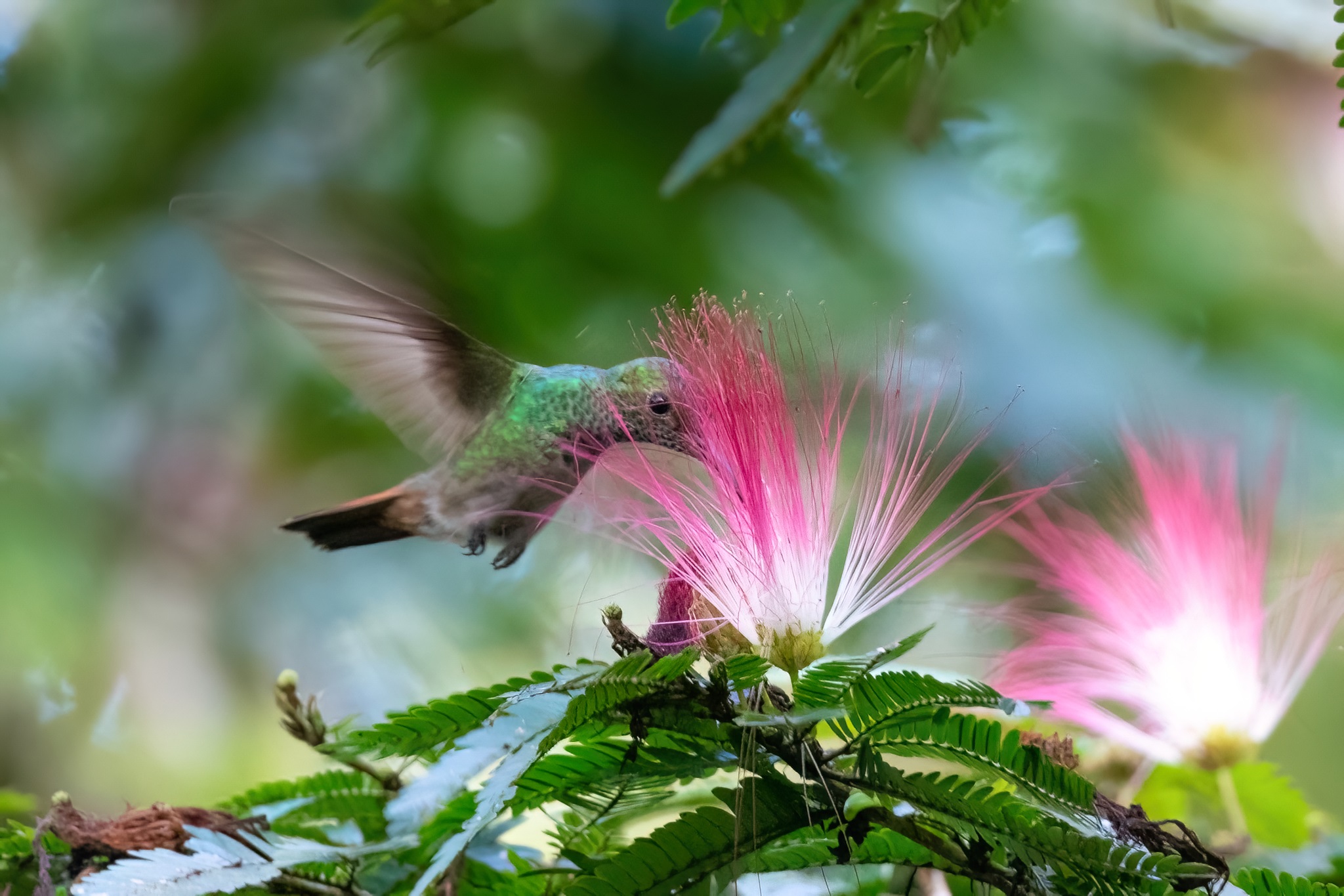 Amazilia tzacatl①Rufous-tailed Hummingbird②rawcomposition③CC⑤194354555