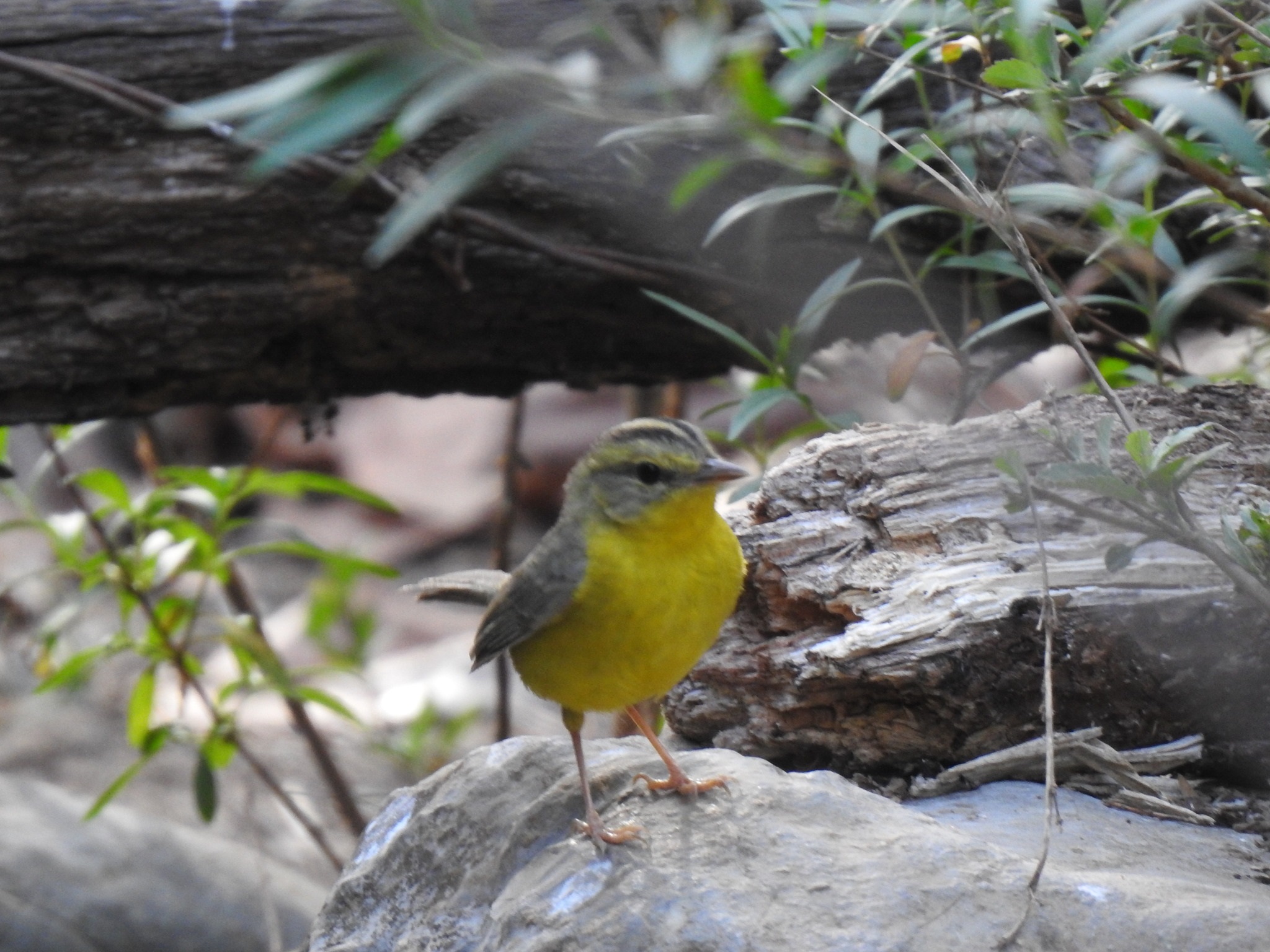 Basileuterus culicivorus①martinmarquez②Golden-crowned Warbler③BY⑤73073395