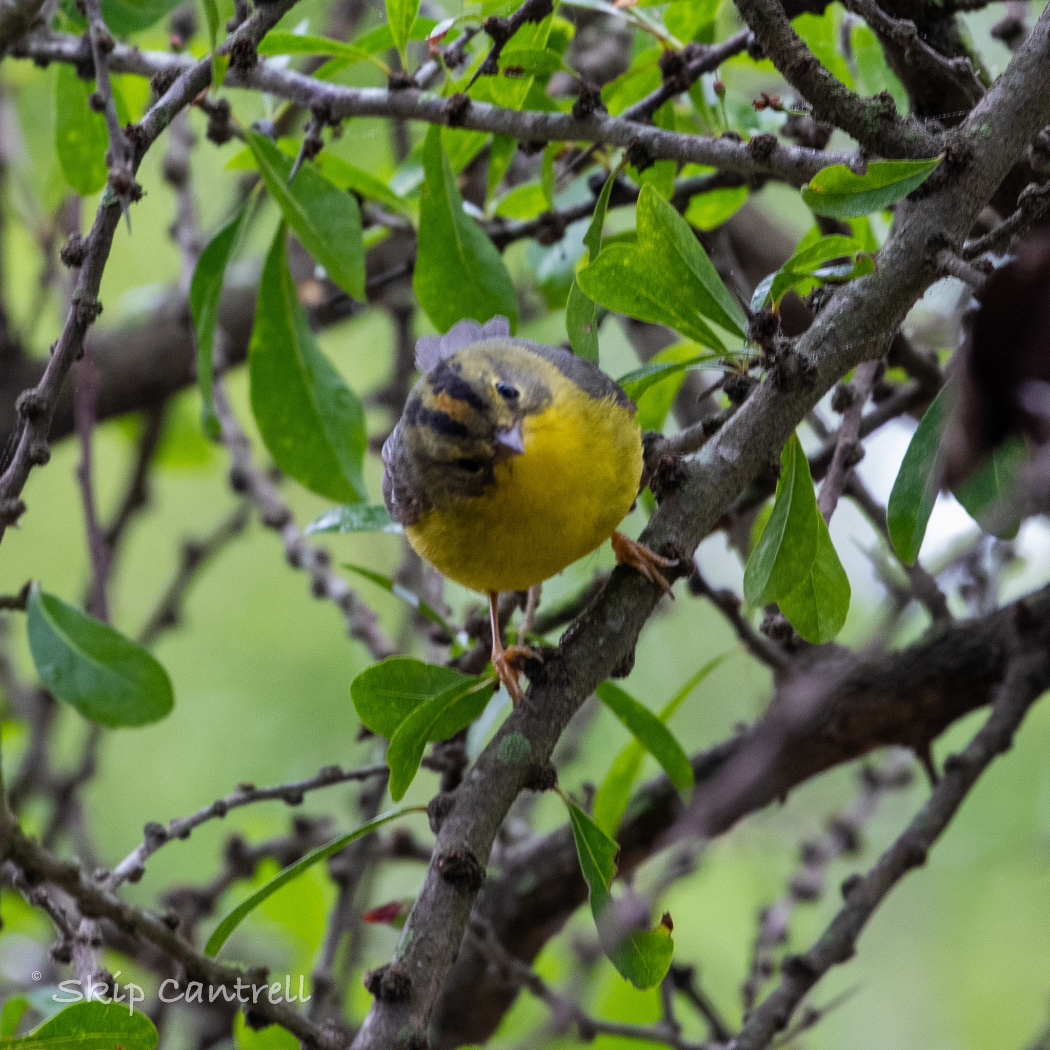 Basileuterus culicivorus①tcantrell52②Golden-crowned Warbler③BY⑤69169811