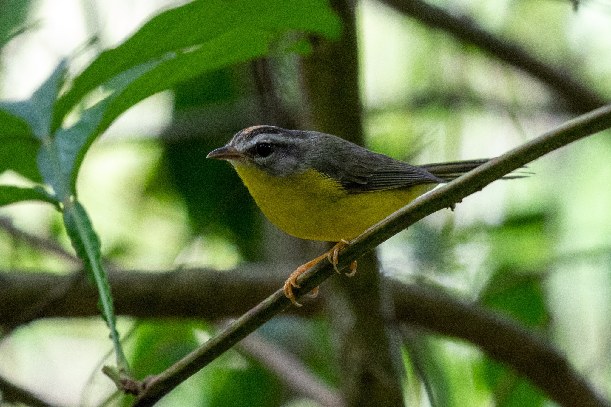 Basileuterus culicivorus①thomazcallado②Golden-crowned Warbler③BY⑤107339946