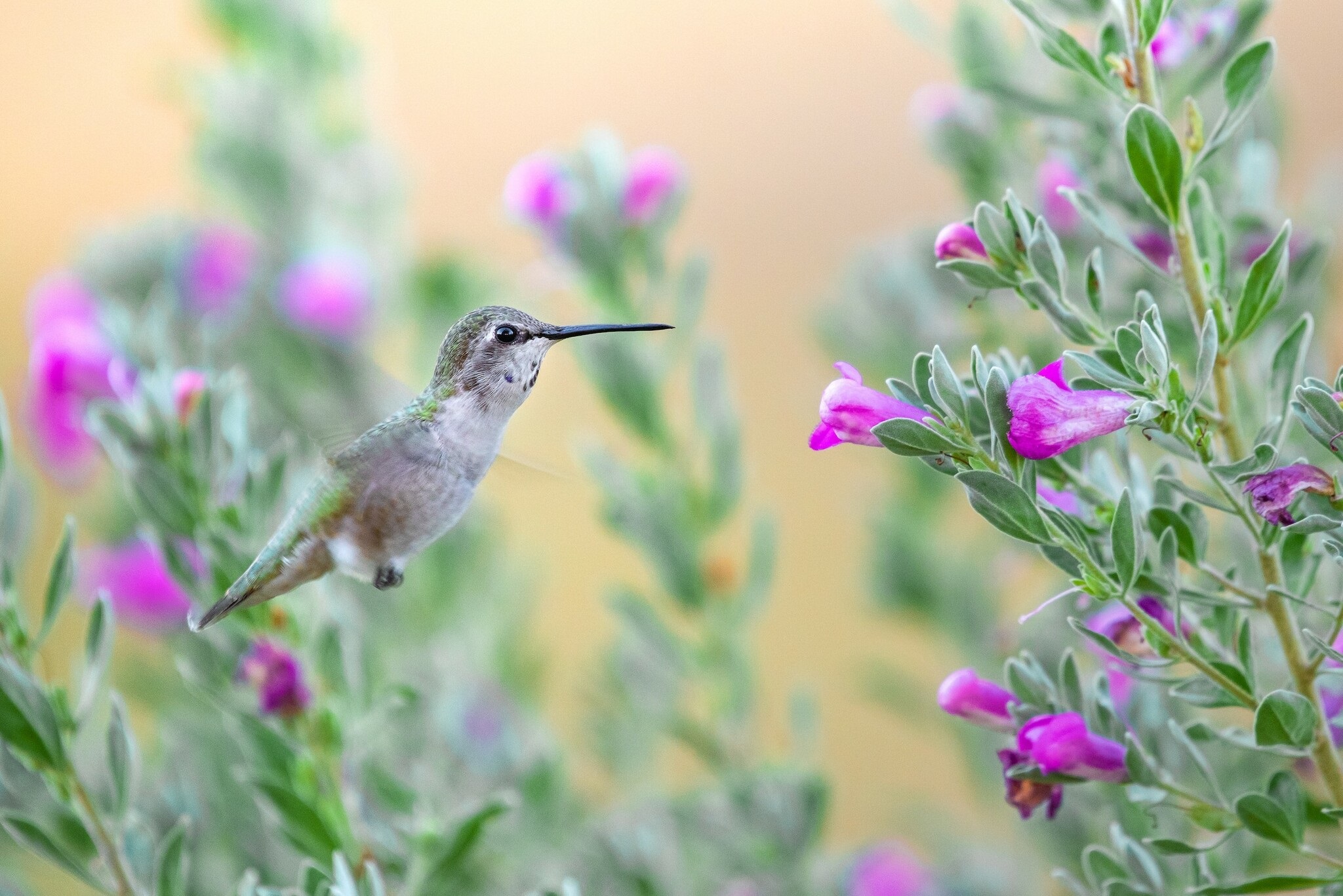 Calypte costae①Costa's Hummingbird②rawcomposition③CC⑤193294165