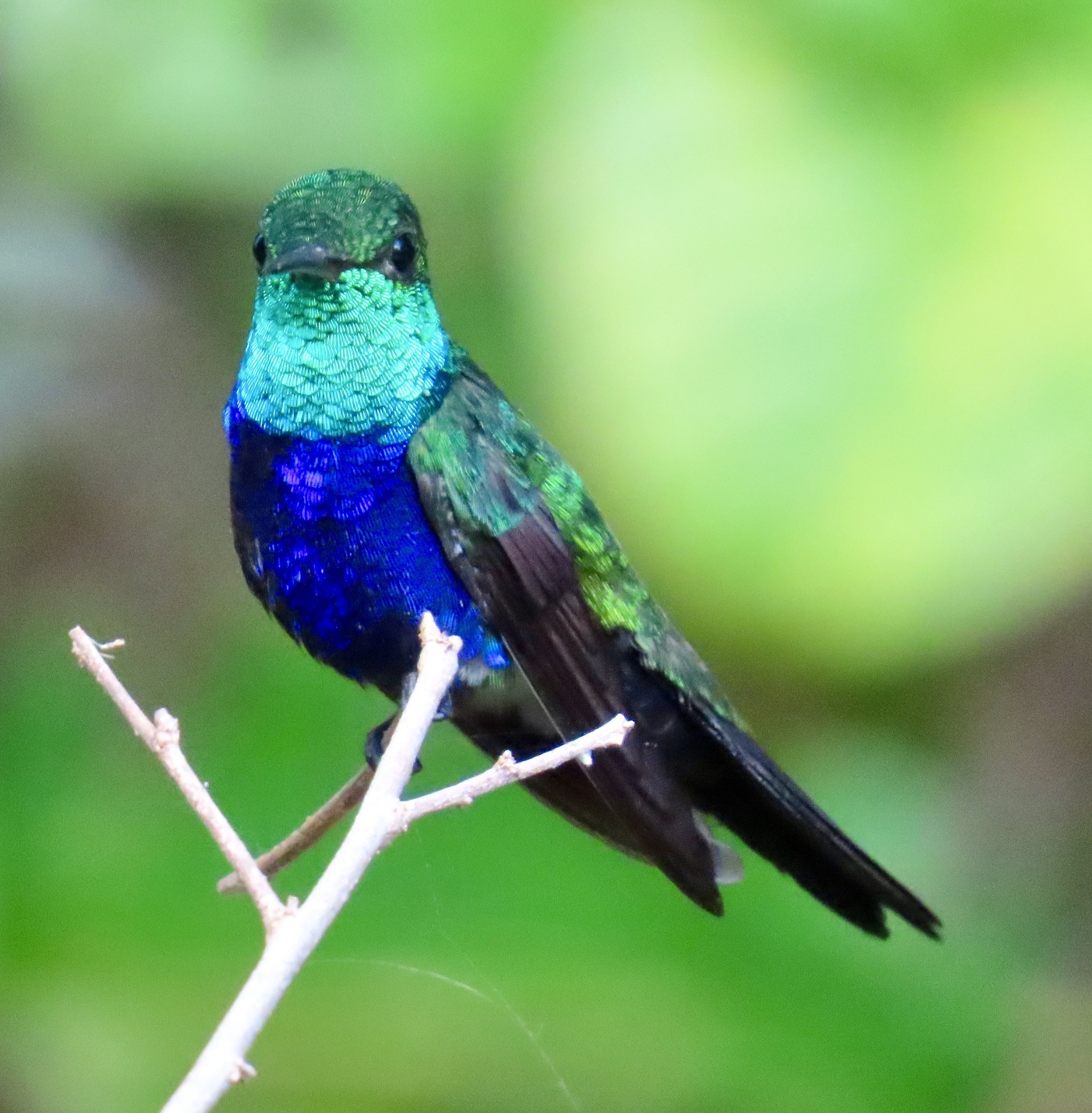 Chlorestes julie①Violet-bellied Hummingbird②aparrot1③CC⑤153524330