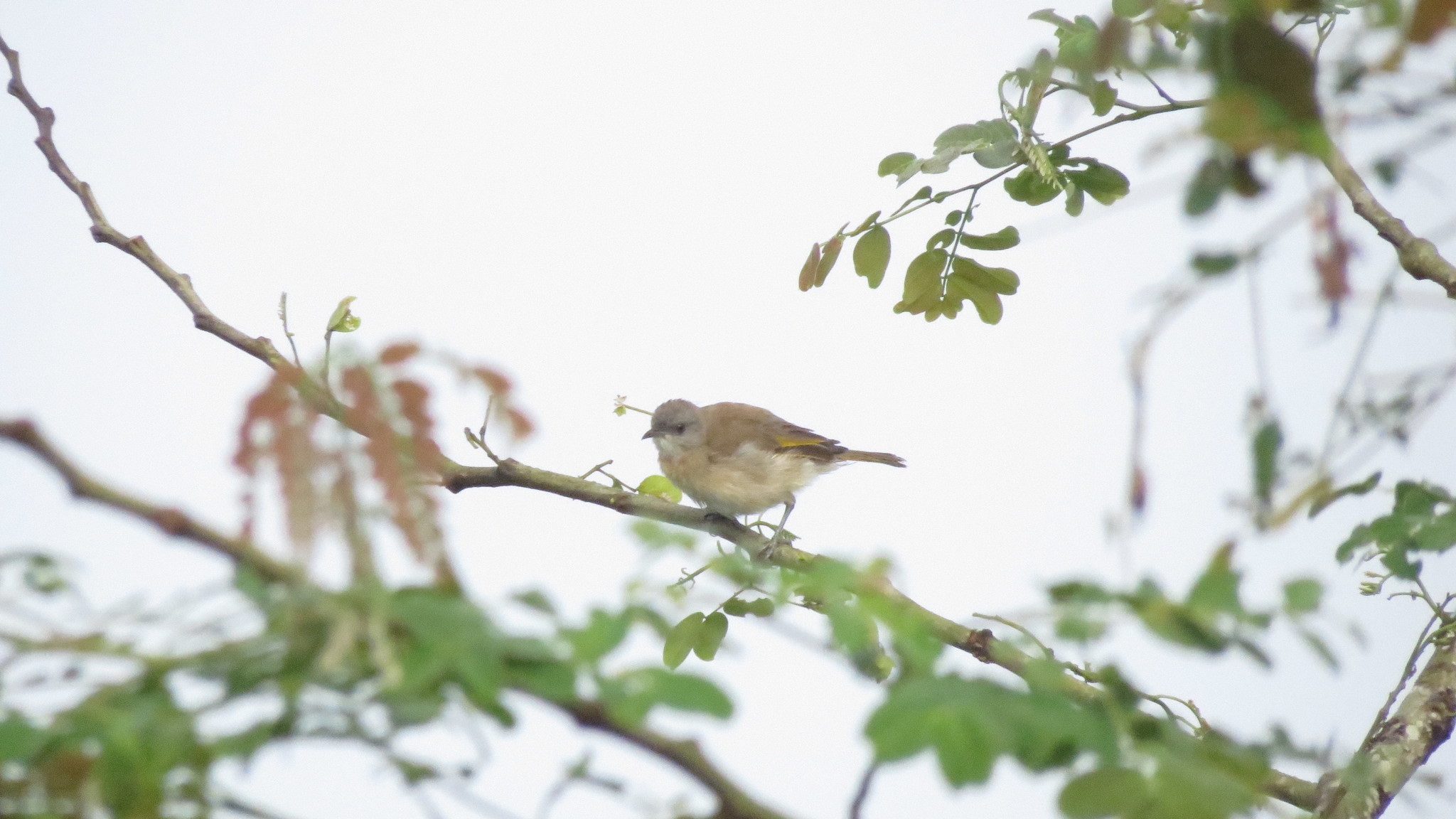 Conopophila albogularis①ganjarcahyadi②Rufous-banded Honeyeater③NC⑤41227337