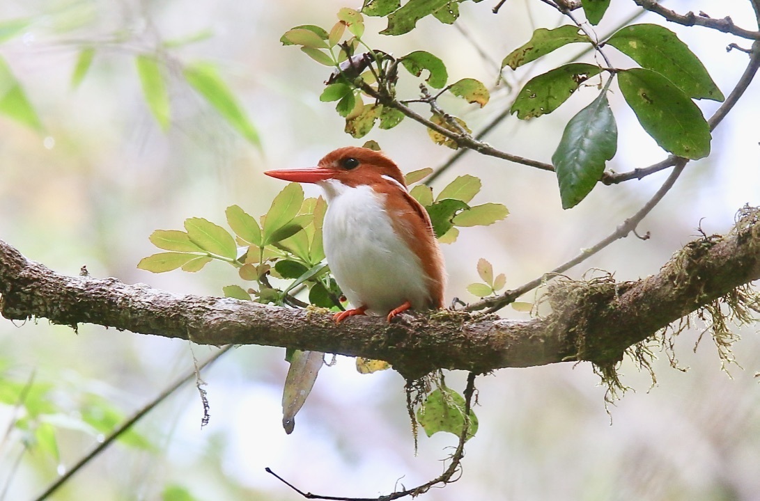 Corythornis madagascariensis①Madagascar Pygmy-Kingfisher②kristaoswald③NC⑤64953354