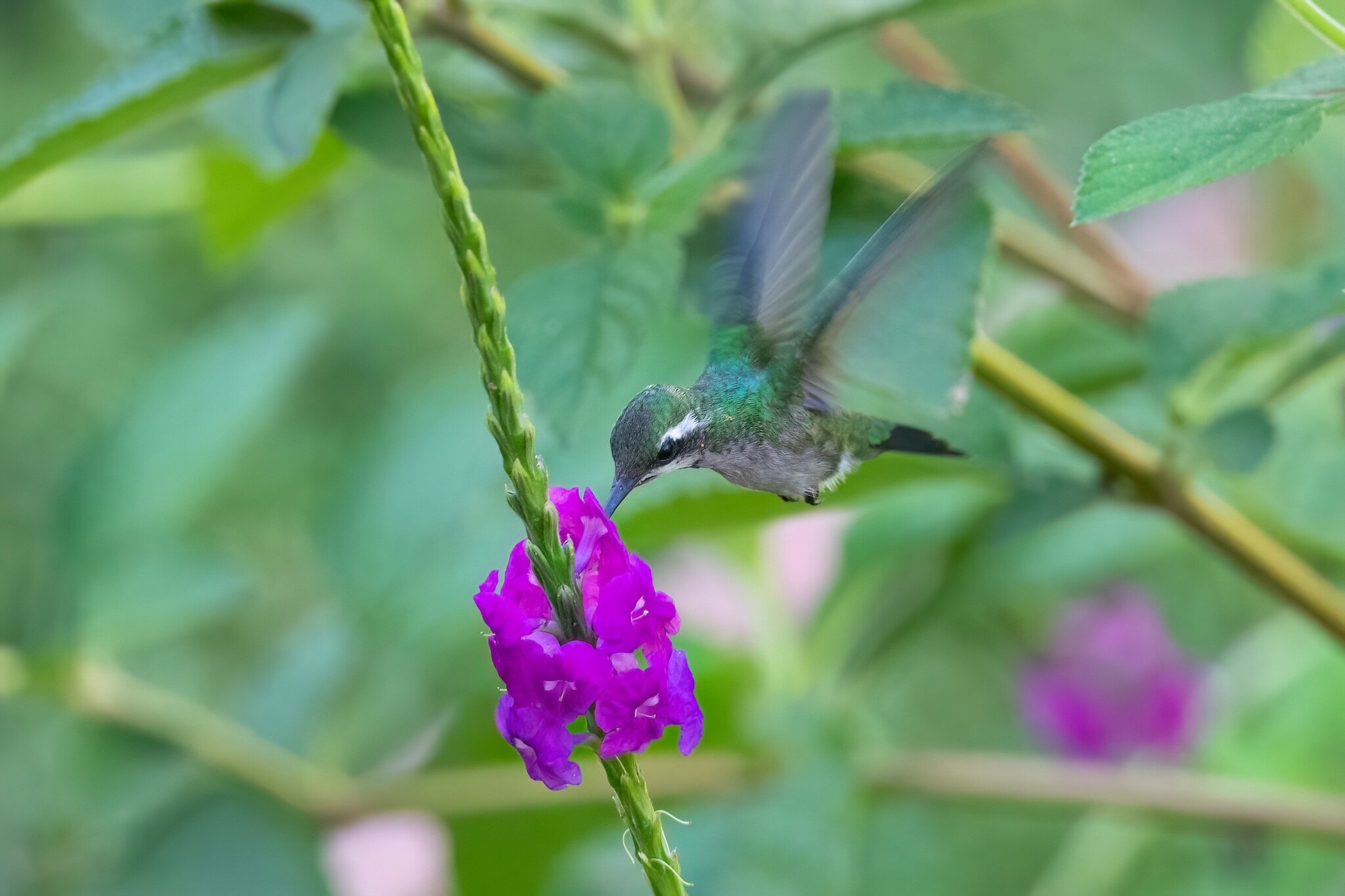 Cynanthus canivetii①Canivet's Emerald②rawcomposition③CC⑤193340056