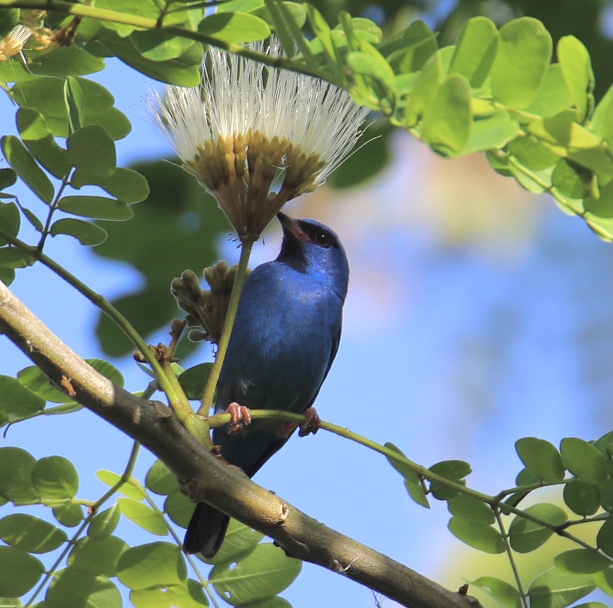 Dacnis cayana①agonzalo②Blue Dacnis③BY⑤66141384