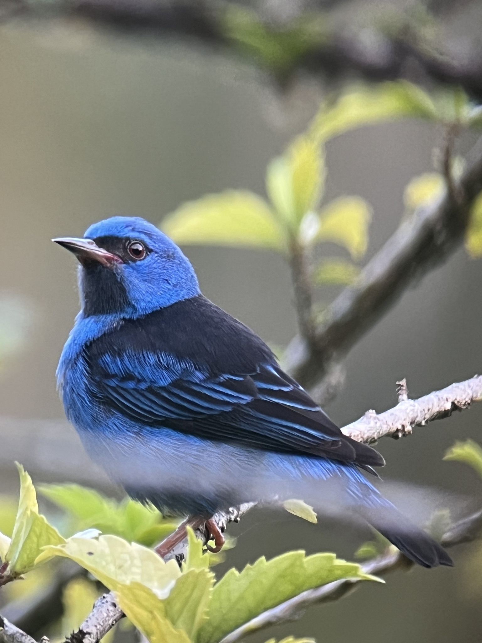 Dacnis cayana①caribbeannaturalist②Blue Dacnis③BY⑤179094321