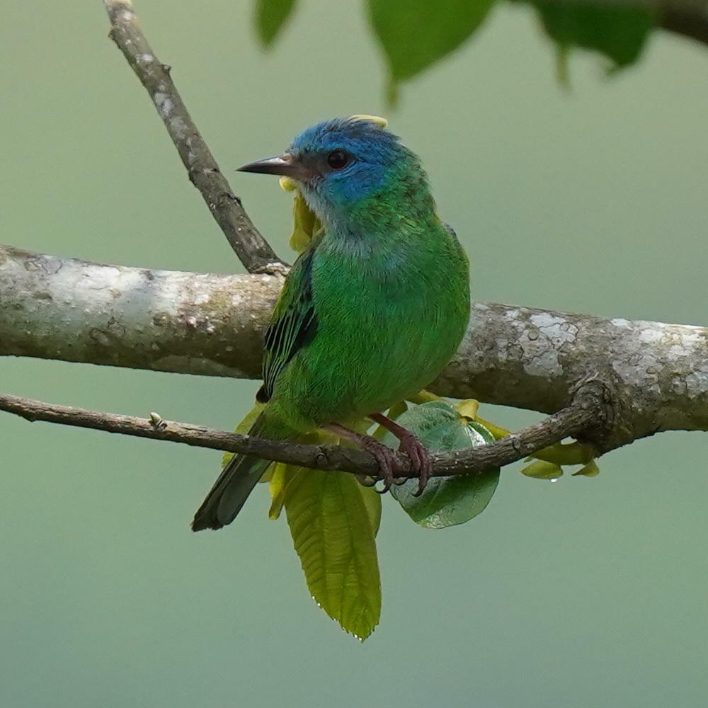 Dacnis cayana①danielskatz②Blue Dacnis③BY⑤171232304