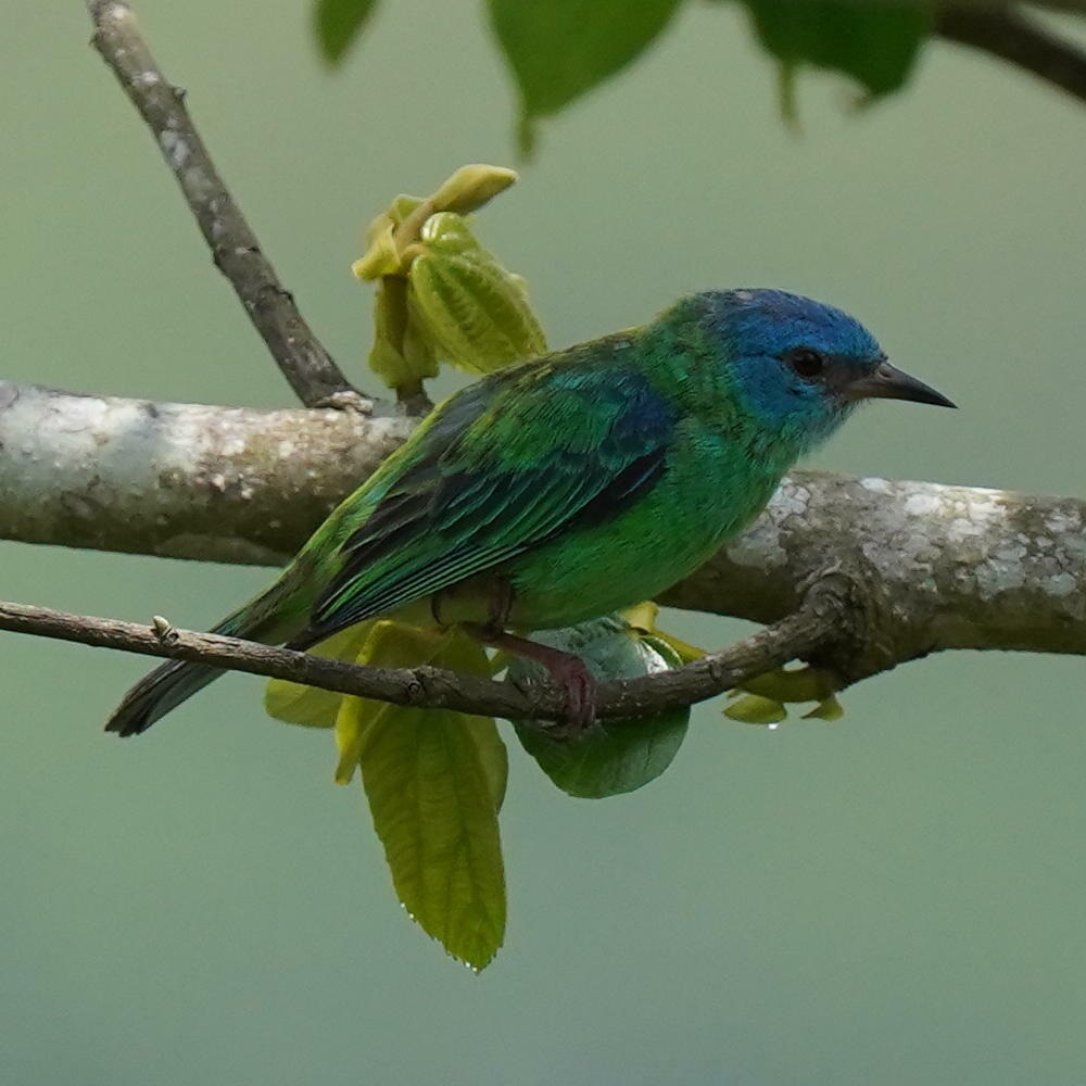 Dacnis cayana①danielskatz②Blue Dacnis③BY⑤171232304b