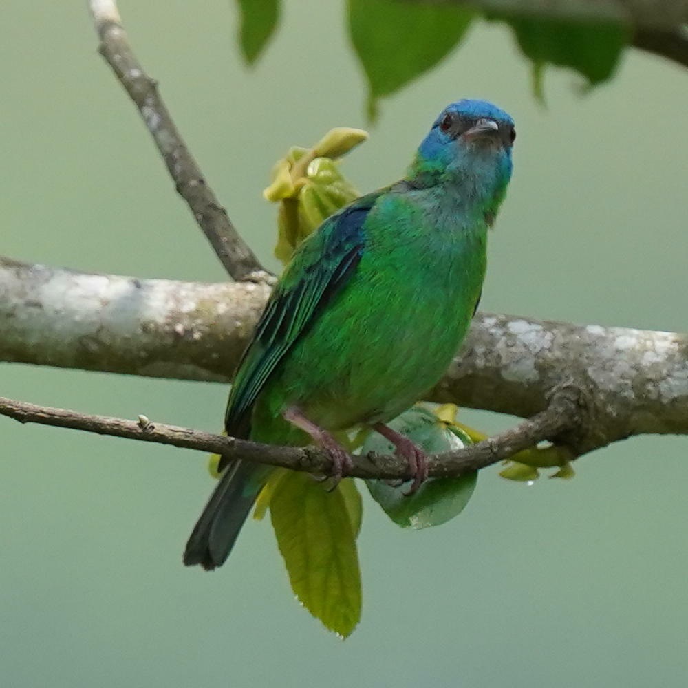 Dacnis cayana①danielskatz②Blue Dacnis③BY⑤171232304c