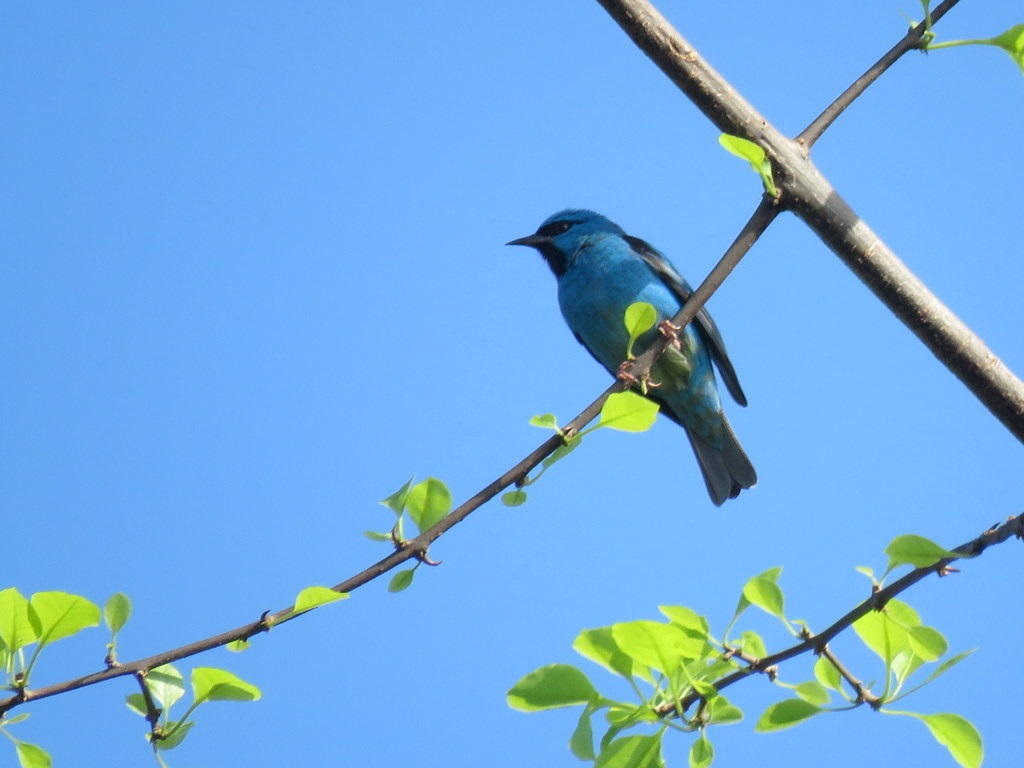 Dacnis cayana①diegocarau②Blue Dacnis③CC⑤98100131