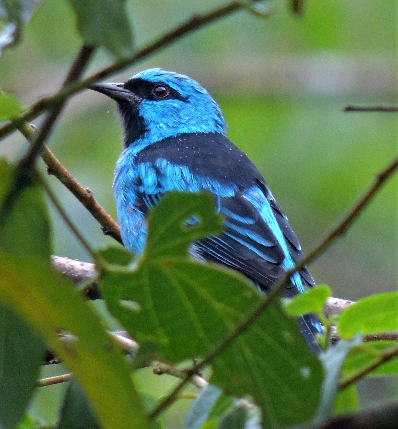 Dacnis cayana①hhulsberg②Blue Dacnis③CC⑤133091145