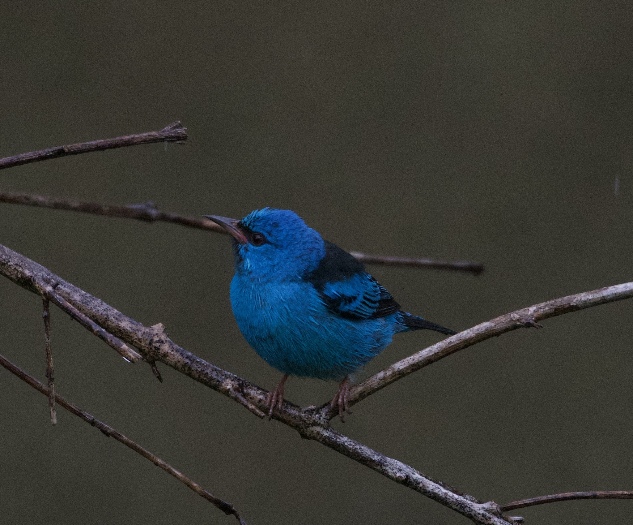 Dacnis cayana①phylogenomics②Blue Dacnis③BY⑤36409019