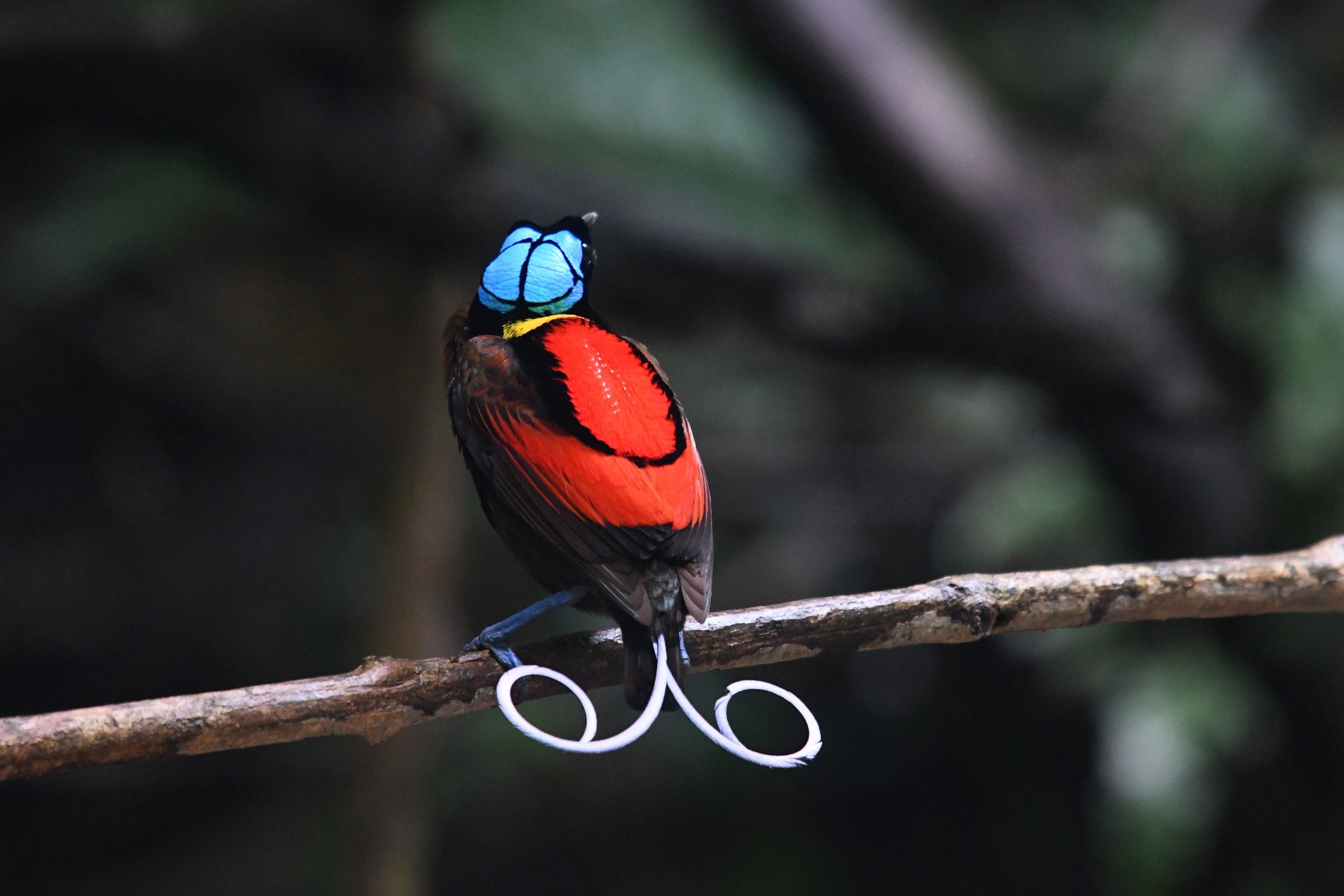 Diphyllodes respublica①Wilson's Bird-of-Paradise②shigui_huang③NC⑤165266568