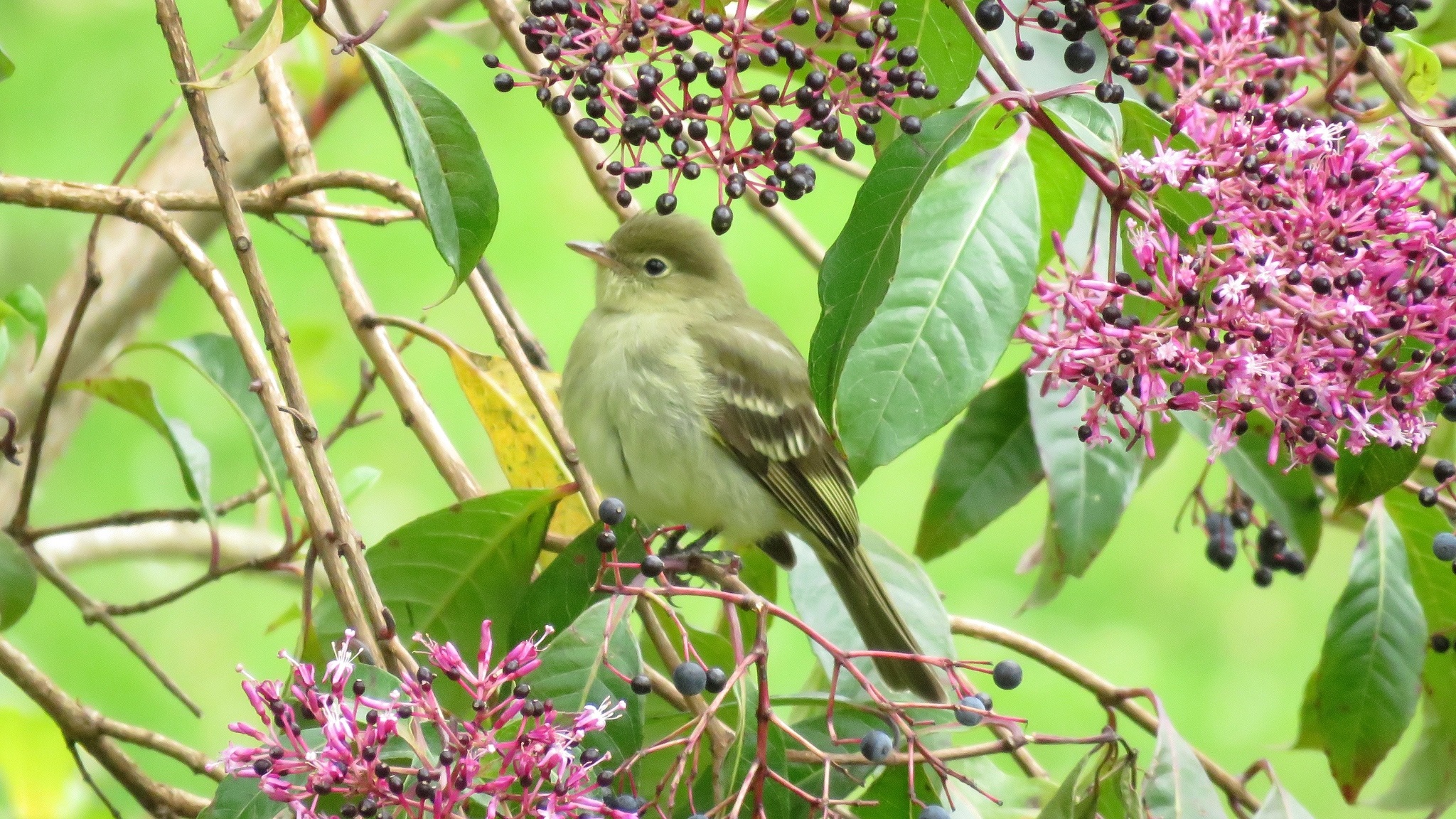 Elaenia frantzii①Mountain Elaenia②dan_macneal③BY⑤38132158