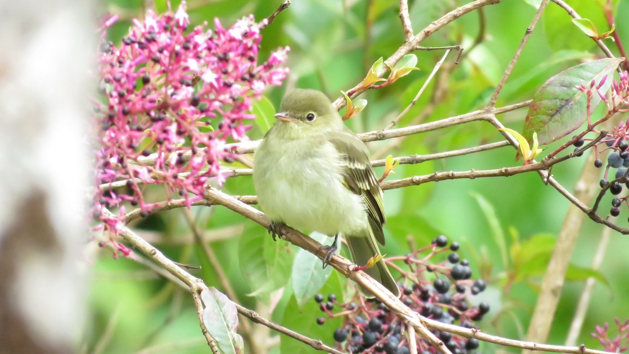 Elaenia frantzii①Mountain Elaenia②dan_macneal③BY⑤38132158b