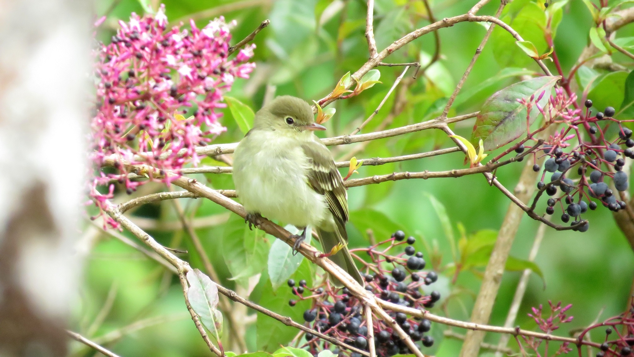 Elaenia frantzii①Mountain Elaenia②dan_macneal③BY⑤38132158c