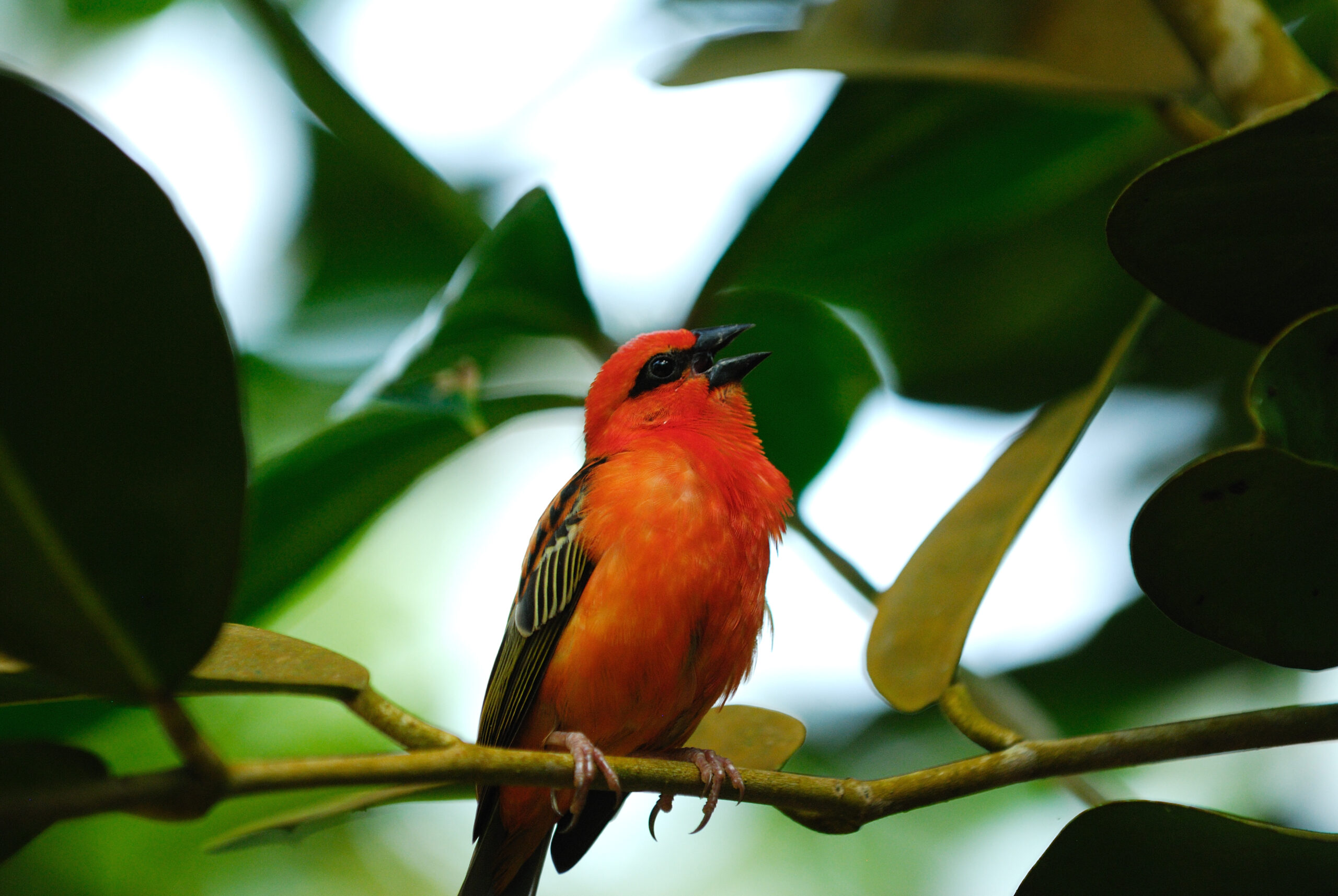 Foudia madagascariensis①Red Fody②Sudhanwa③SA⑤flickr3866262264