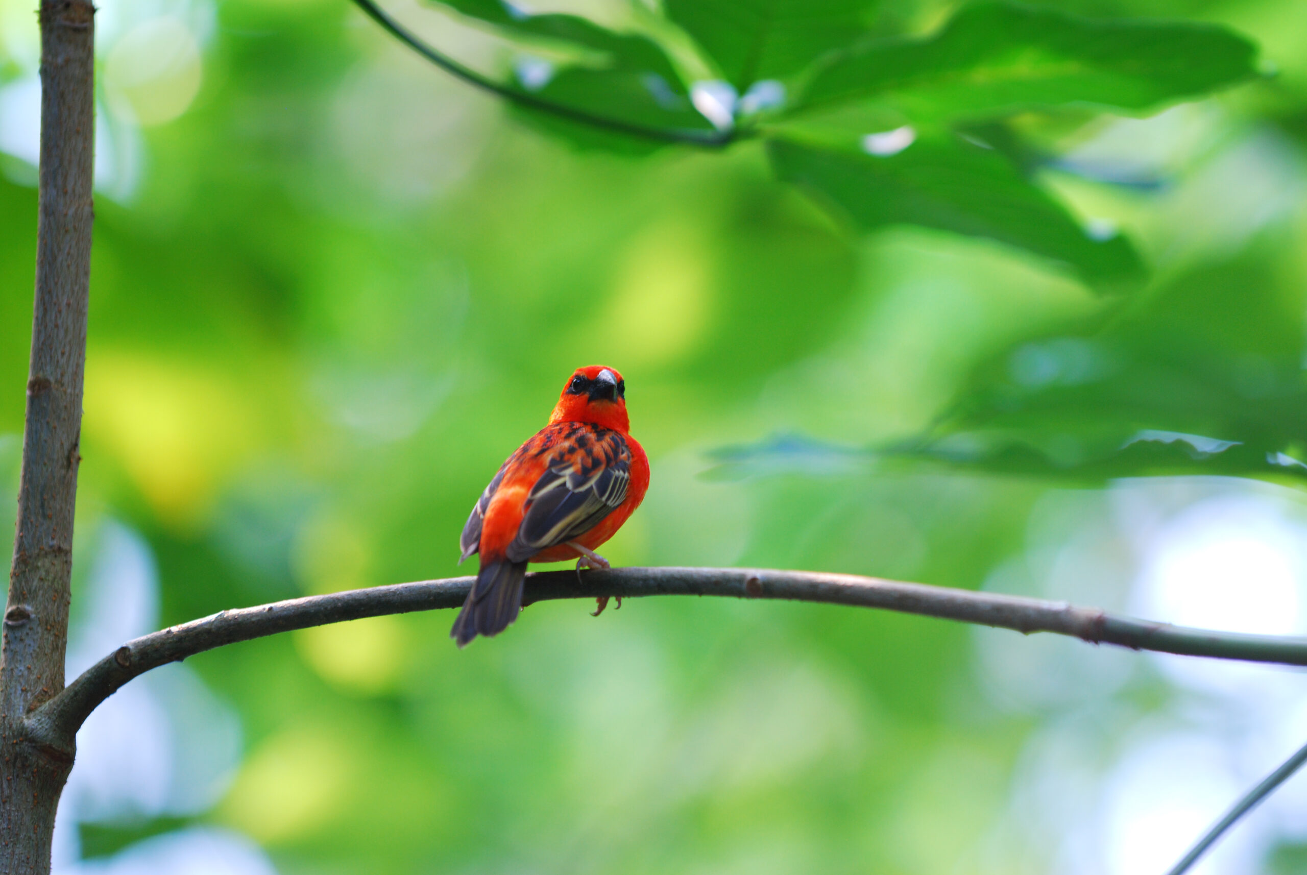 Foudia madagascariensis①Red Fody②Sudhanwa③SA⑤flickr3870345934