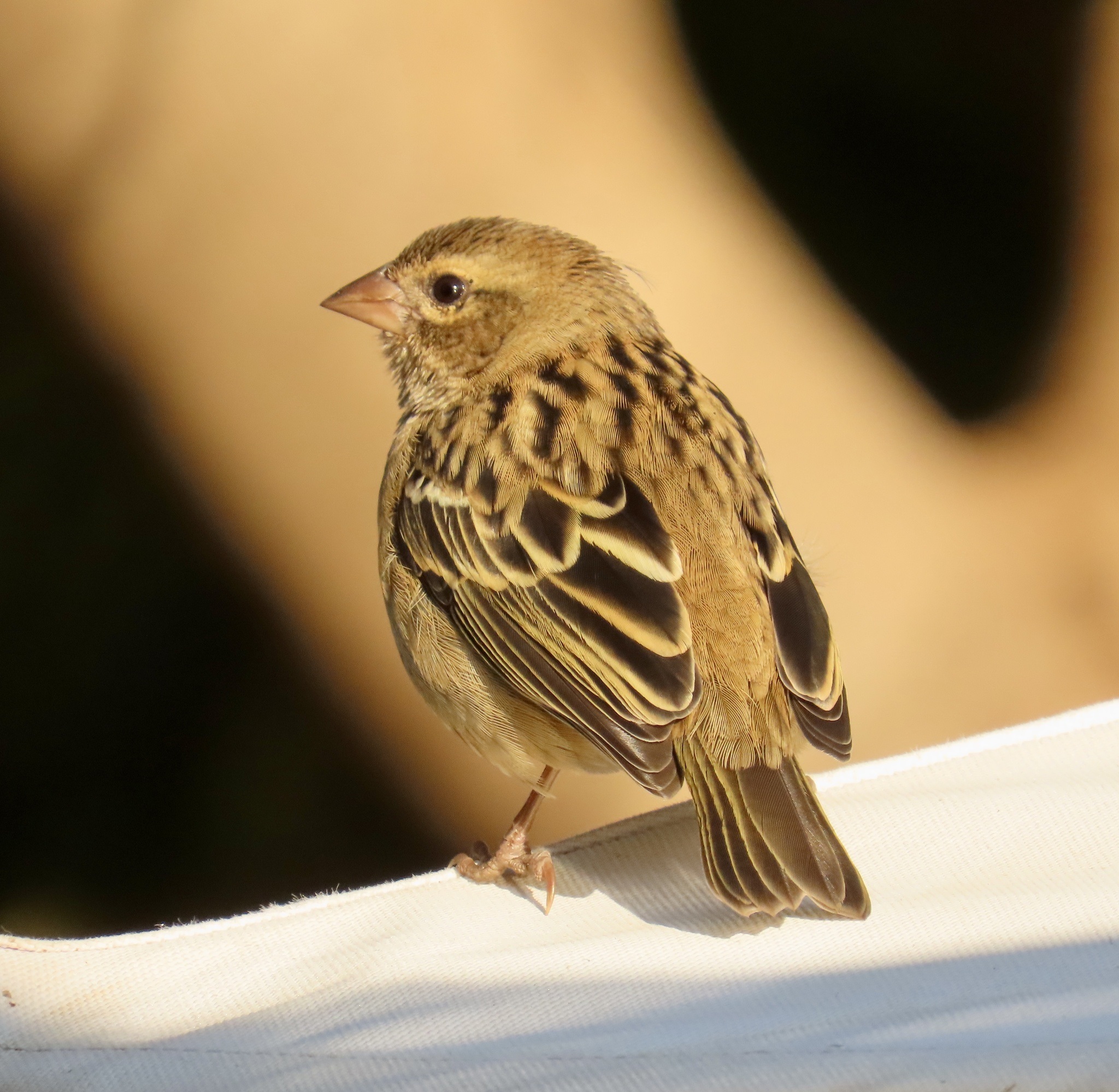 Foudia madagascariensis①Red Fody②aparrot1③CC⑤177826798