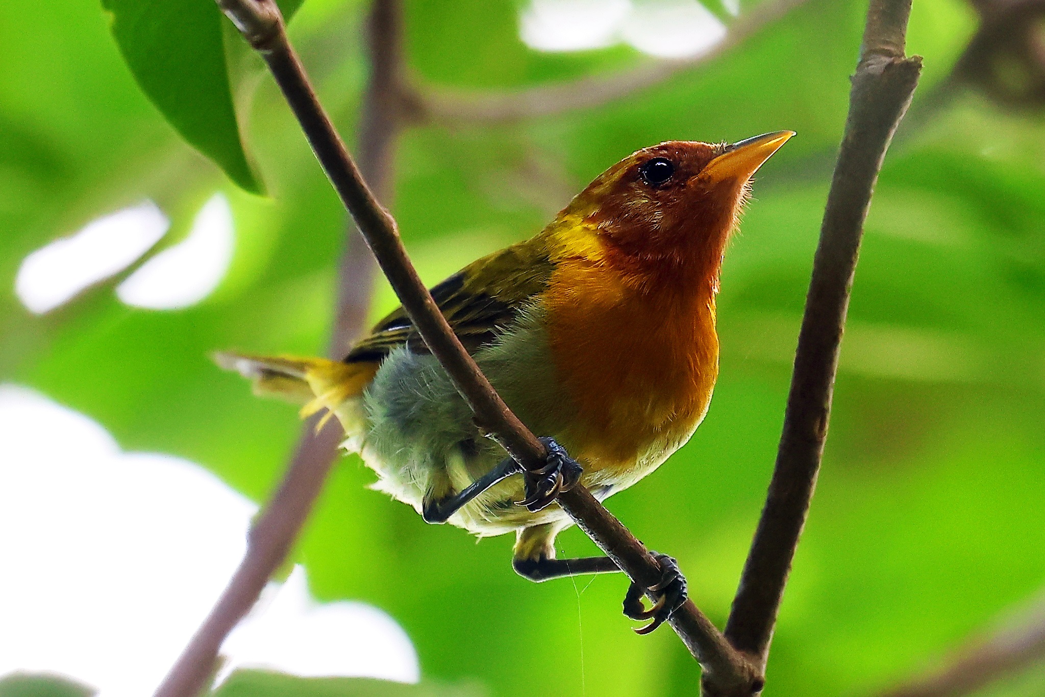 Hemithraupis ruficapilla①antonio_amaral②Rufous-headed Tanager③NC⑤147564199