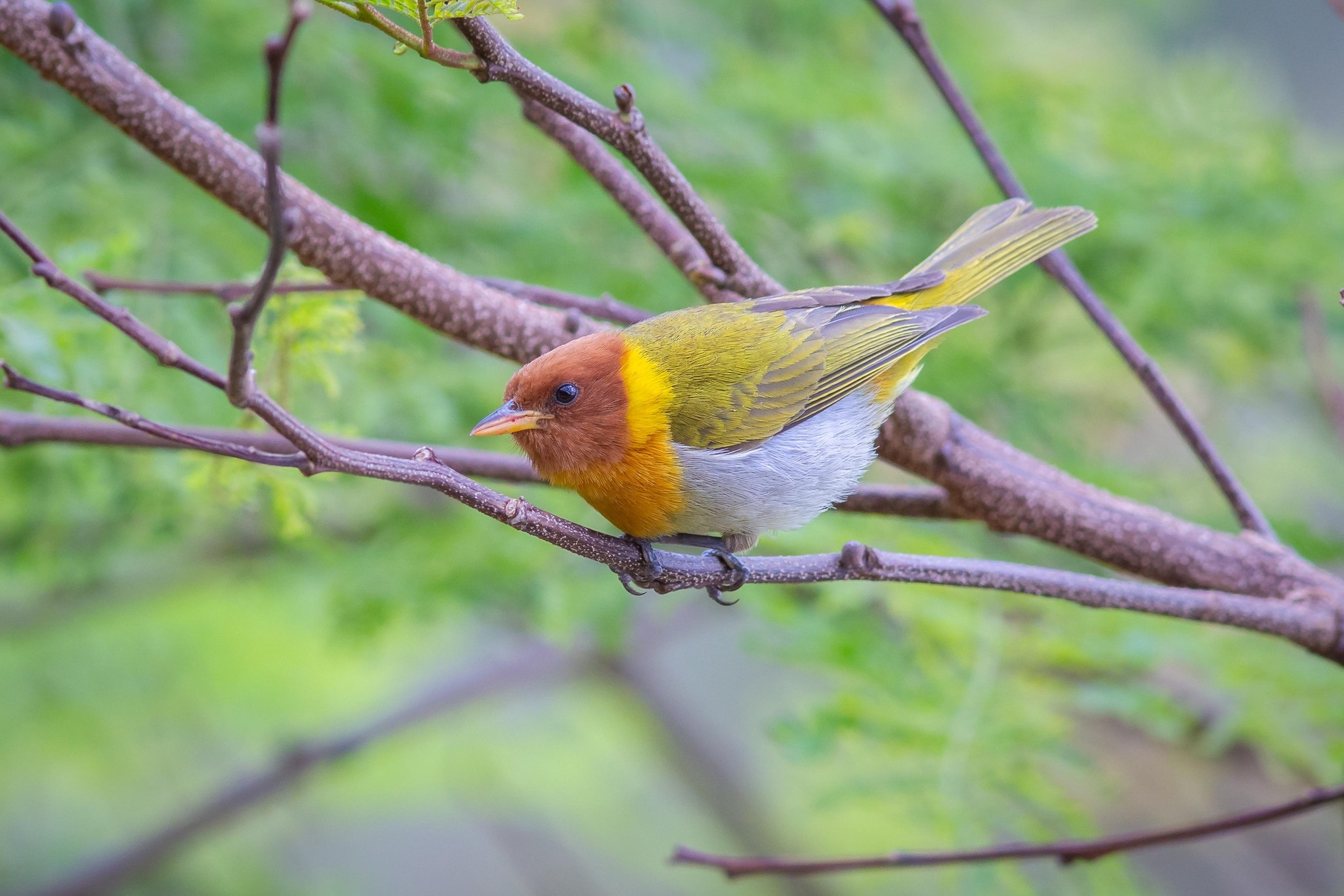 Hemithraupis ruficapilla①conradopavel②Rufous-headed Tanager③NC⑤182565603