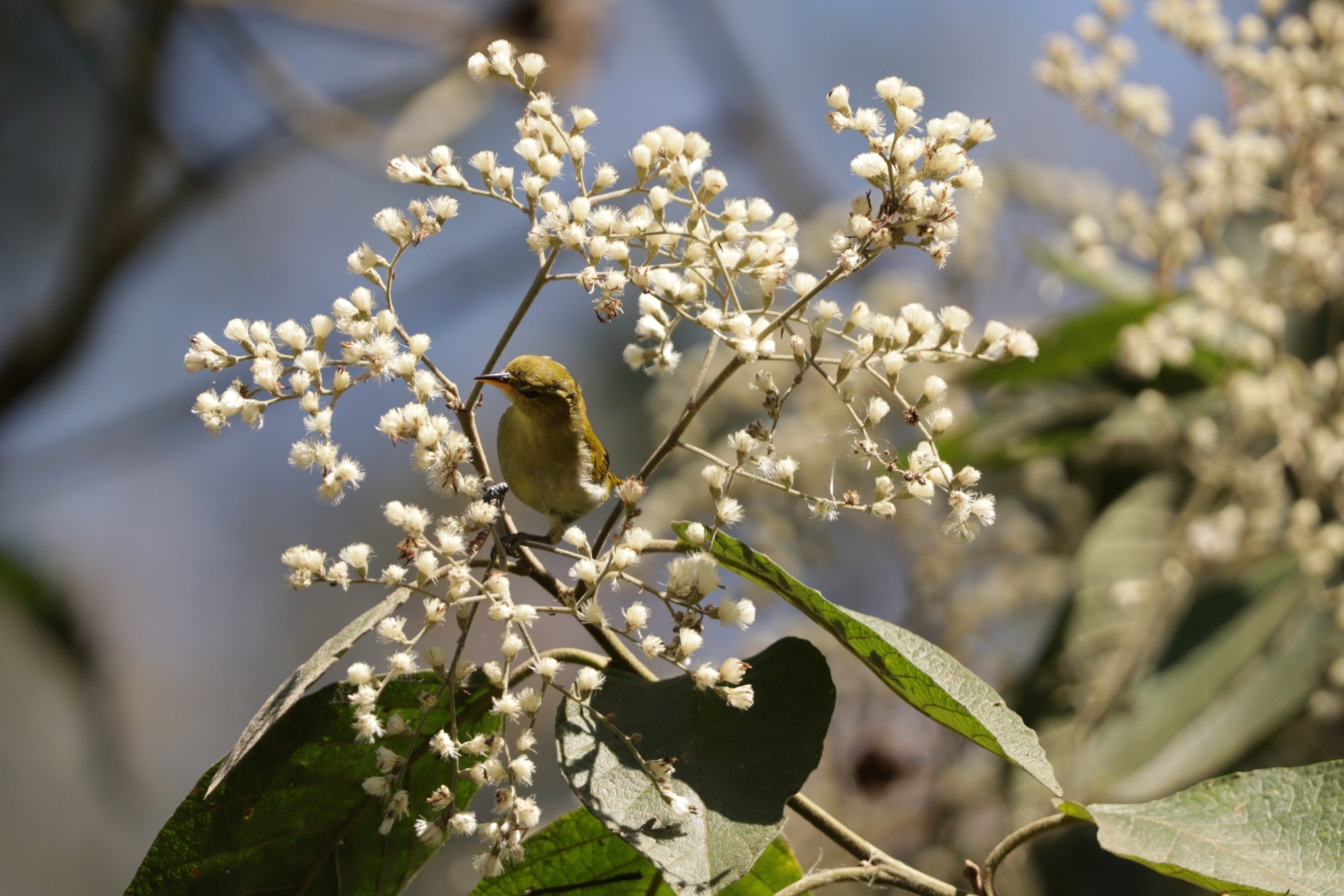 Hemithraupis ruficapilla①conradopavel②Rufous-headed Tanager③NC⑤184798583