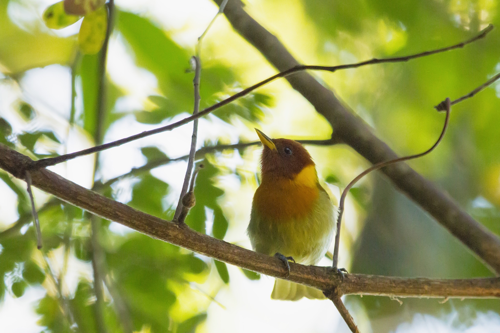 Hemithraupis ruficapilla①gsbonfa②Rufous-headed Tanager③NC⑤113051703