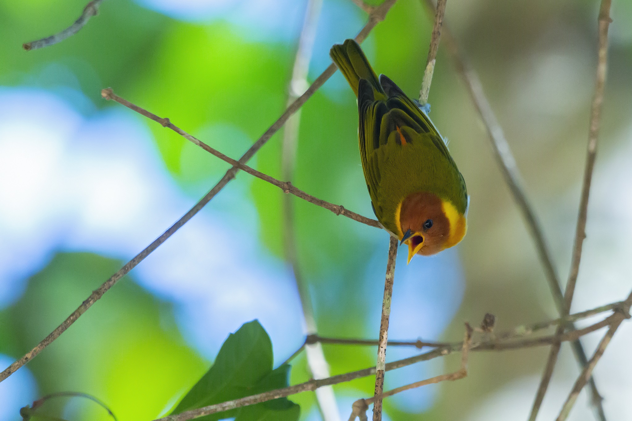 Hemithraupis ruficapilla①gsbonfa②Rufous-headed Tanager③NC⑤113772379