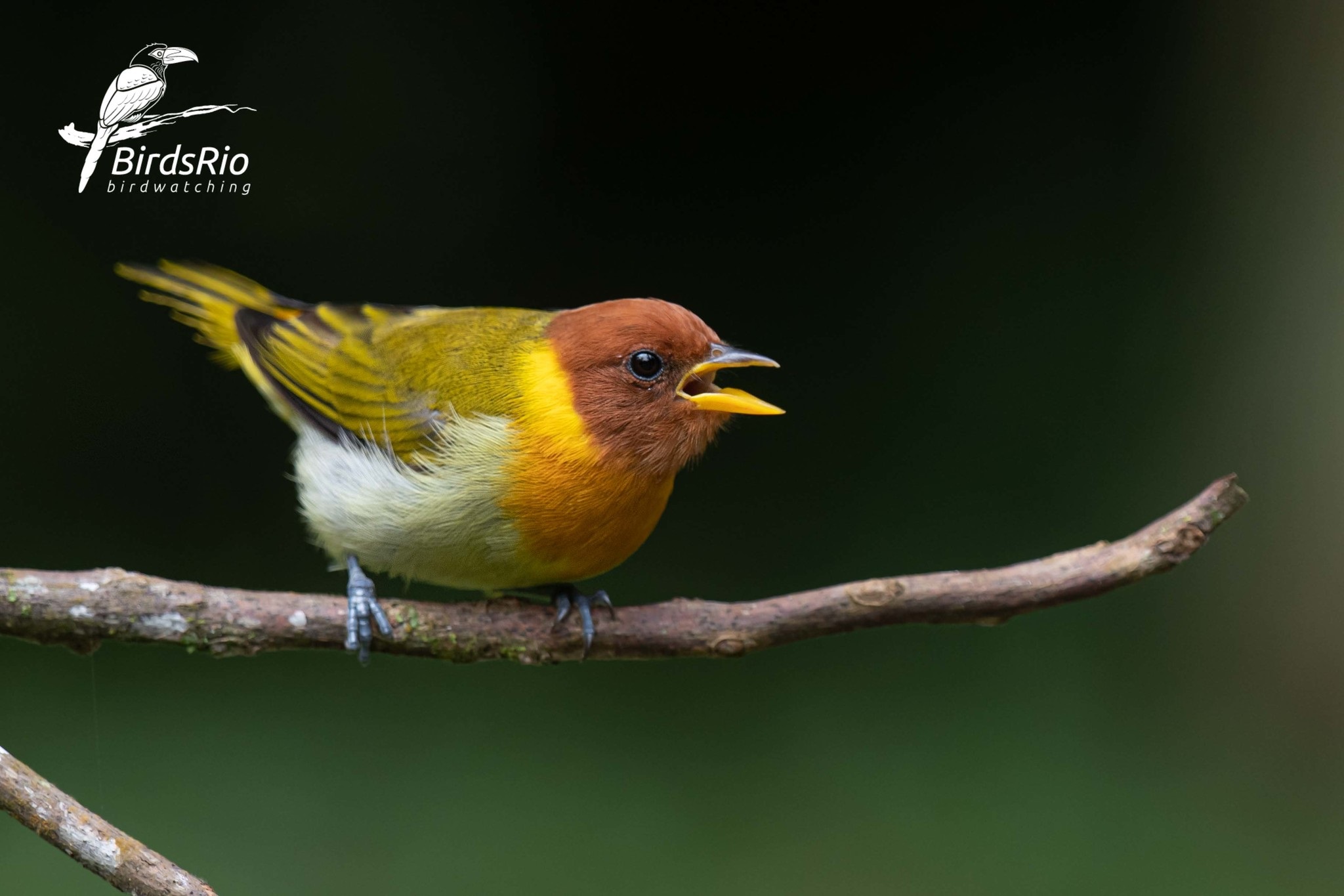 Hemithraupis ruficapilla①hudson_birdsrio②Rufous-headed Tanager③NC⑤40825302