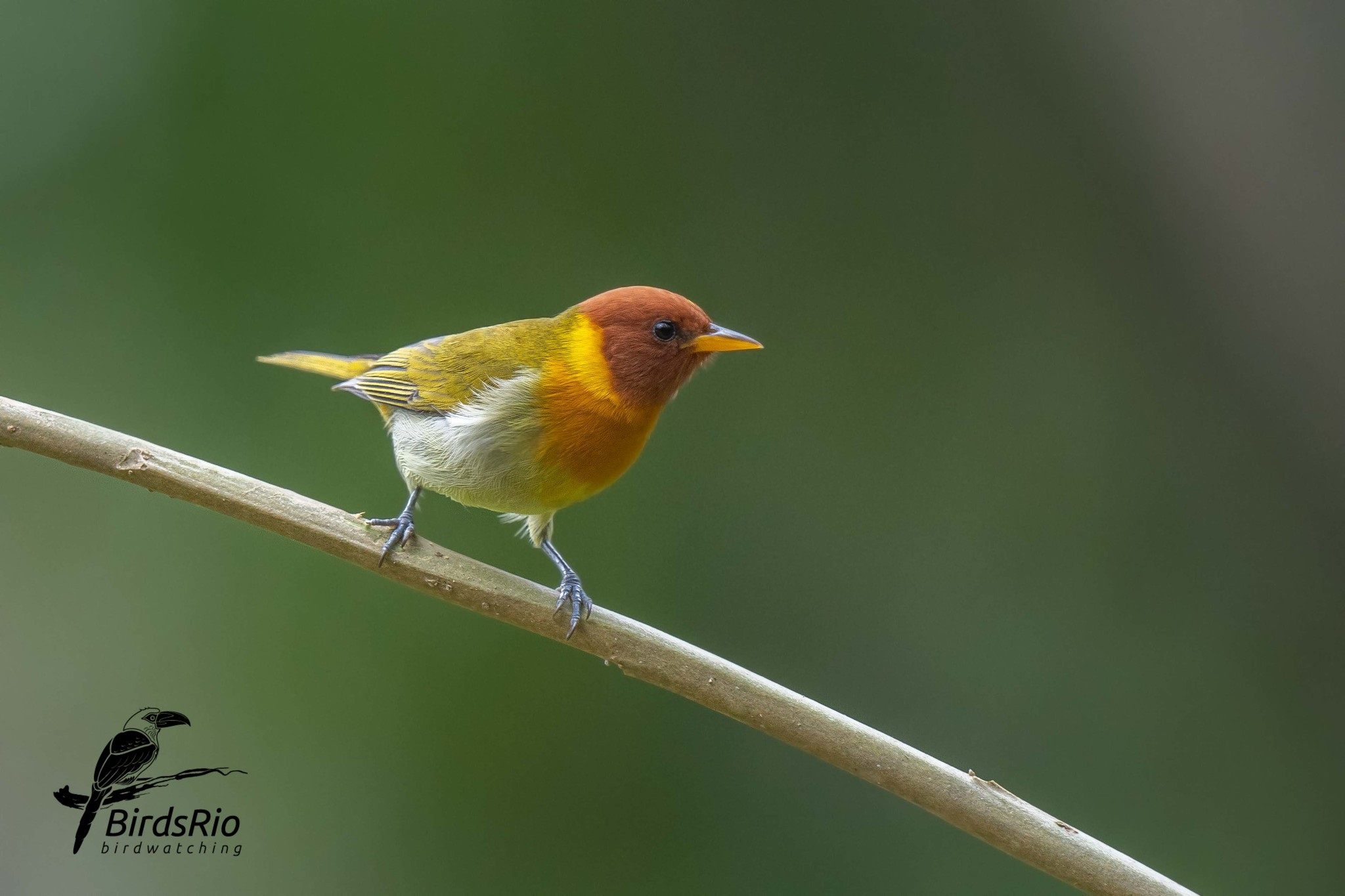 Hemithraupis ruficapilla①hudson_birdsrio②Rufous-headed Tanager③NC⑤45917294