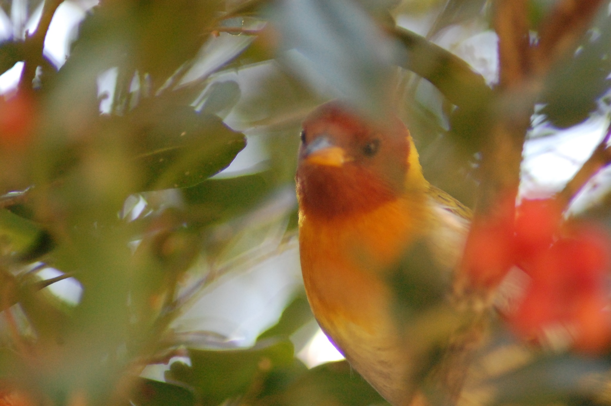 ①lsmarujo②Rufous-headed Tanager③NC⑤39675284