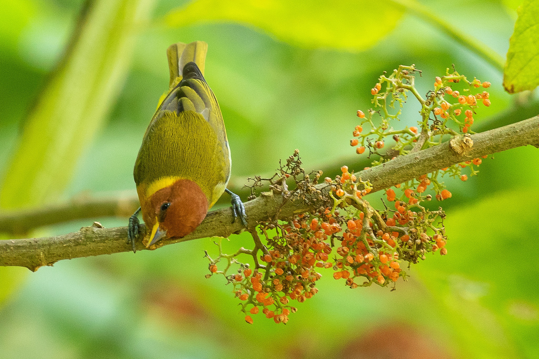 Hemithraupis ruficapilla①srporto②Rufous-headed Tanager③NC⑤80102935