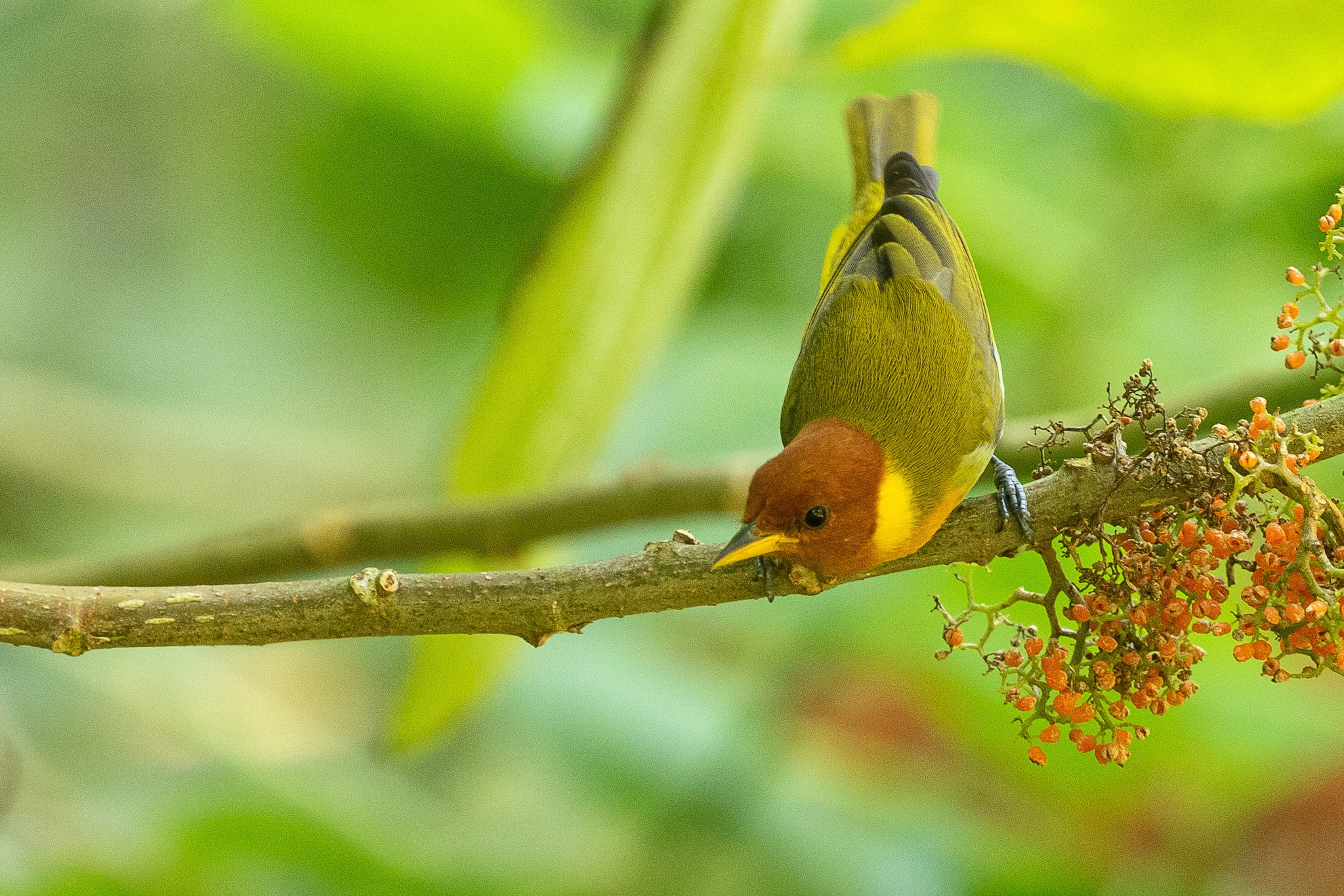 Hemithraupis ruficapilla①srporto②Rufous-headed Tanager③NC⑤80102935b