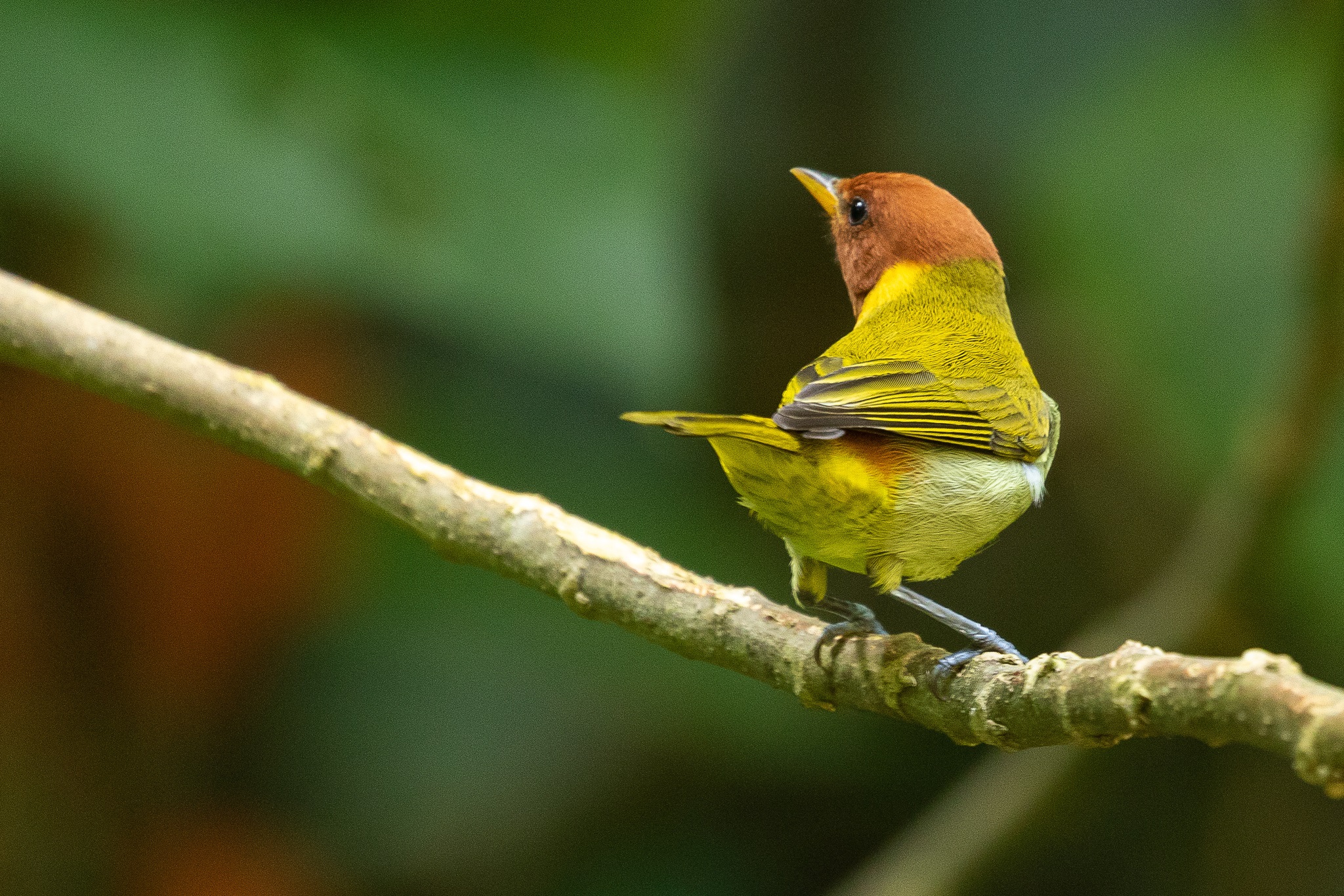 Hemithraupis ruficapilla①srporto②Rufous-headed Tanager③NC⑤80102935c