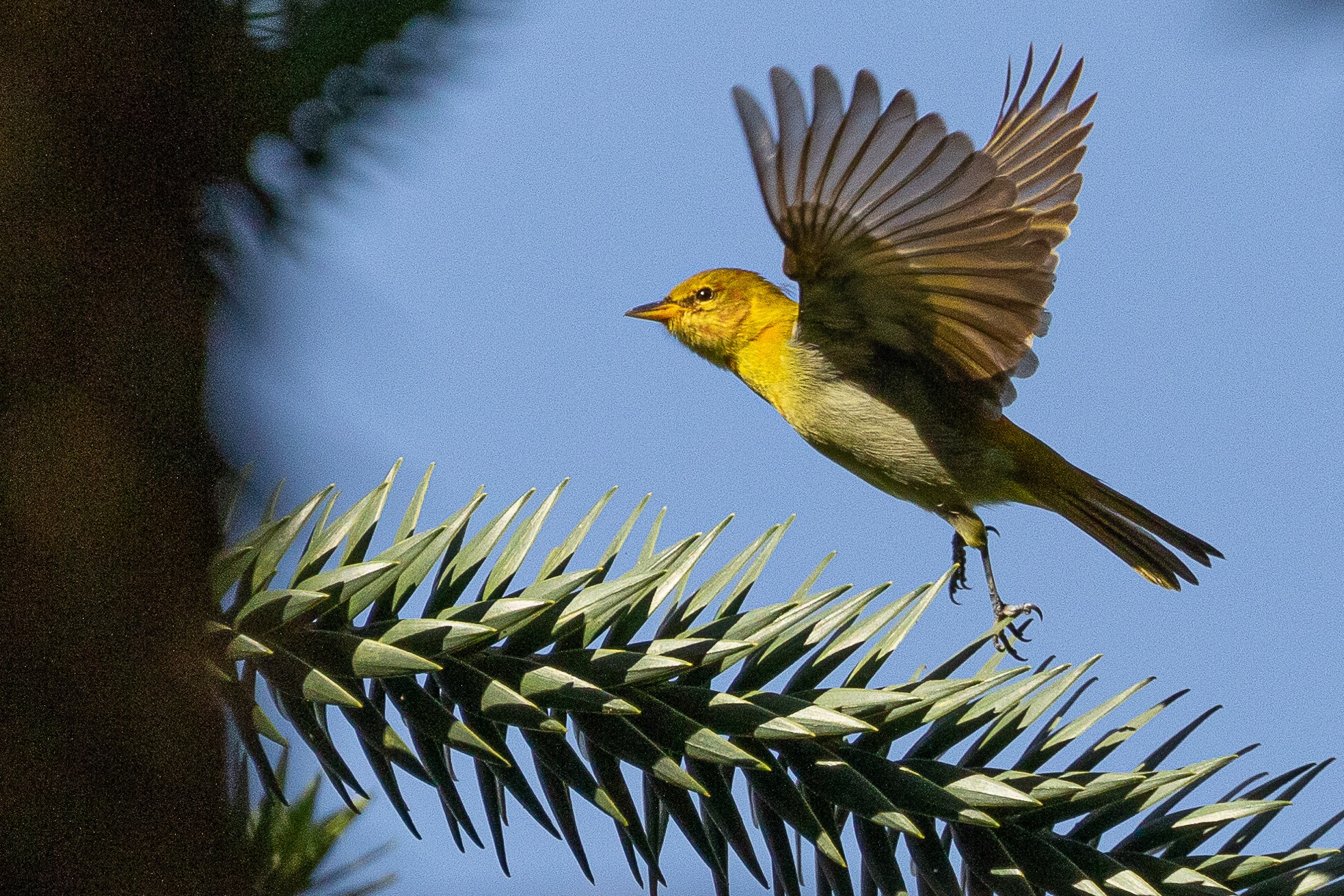 Hemithraupis ruficapilla①srporto②Rufous-headed Tanager③NC⑤84039037