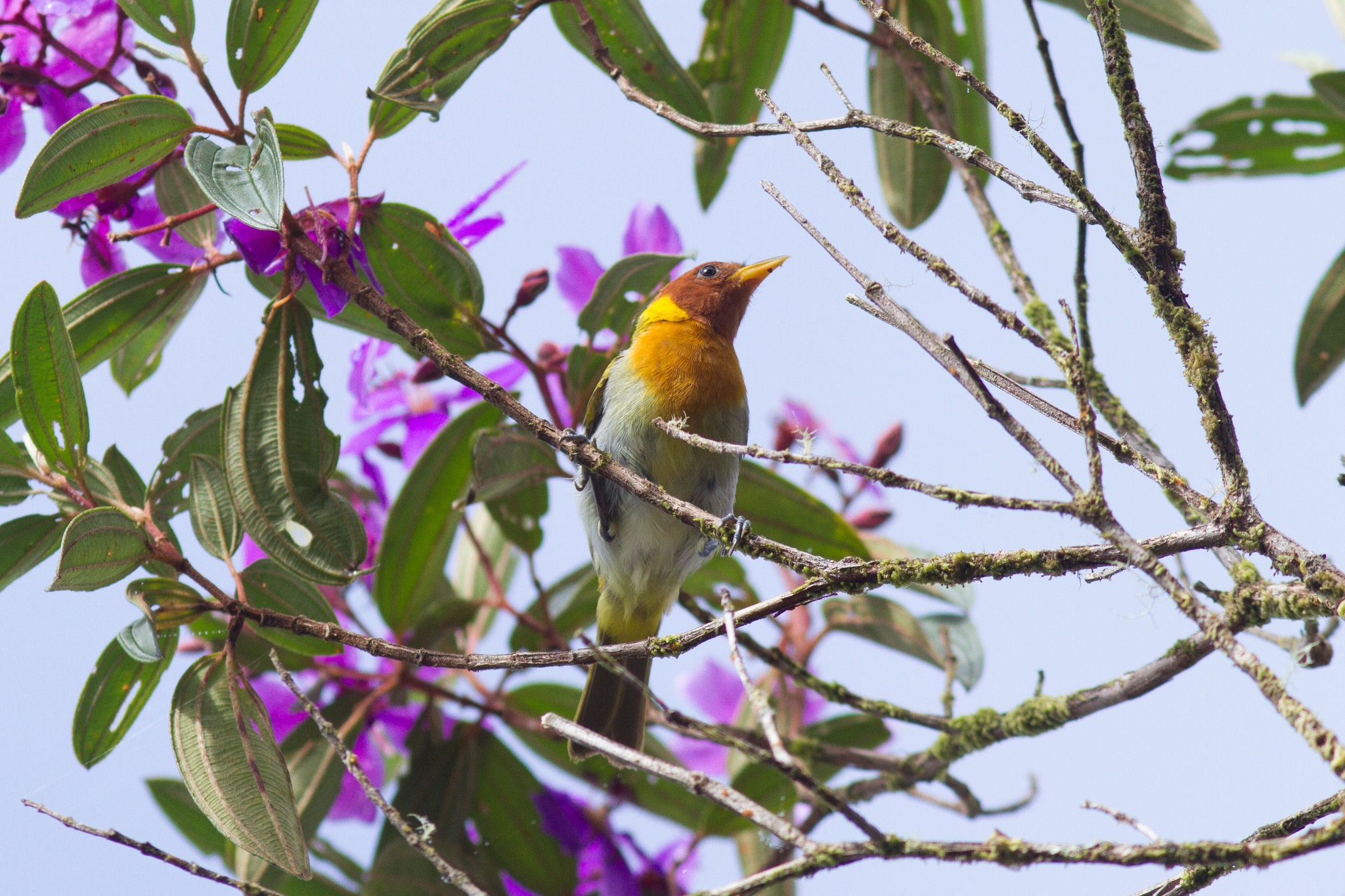 Hemithraupis ruficapilla①vireolanius②Rufous-headed Tanager③NC⑤192086383