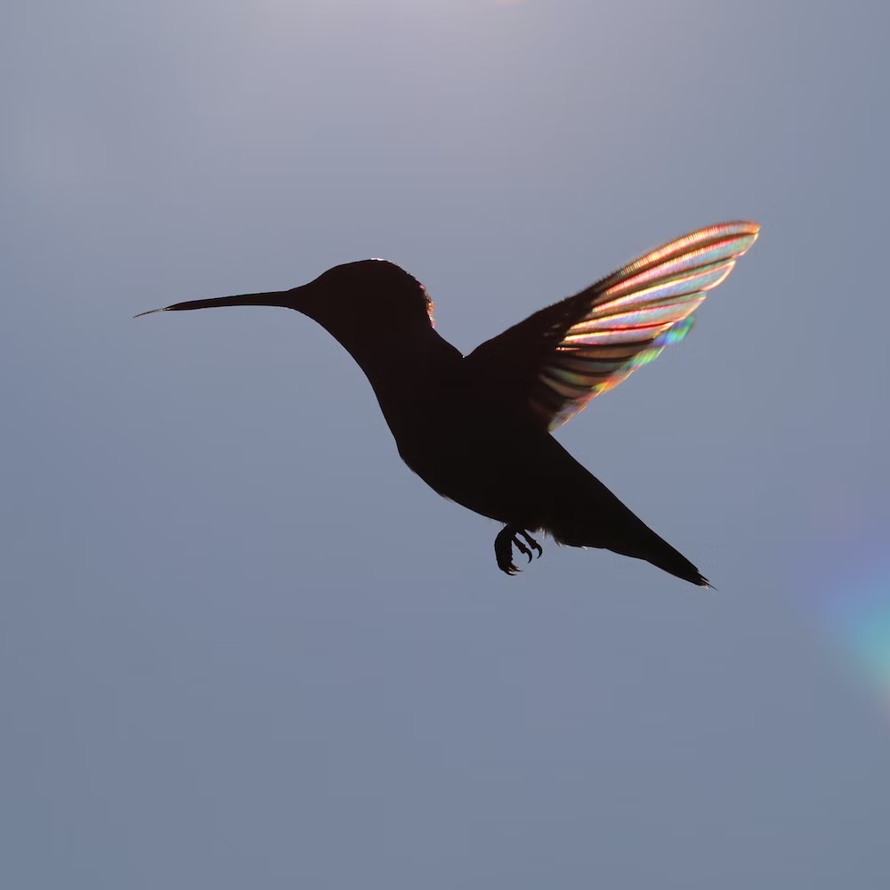 Hummingbird①-②ramona623③Unsplash-Cut10