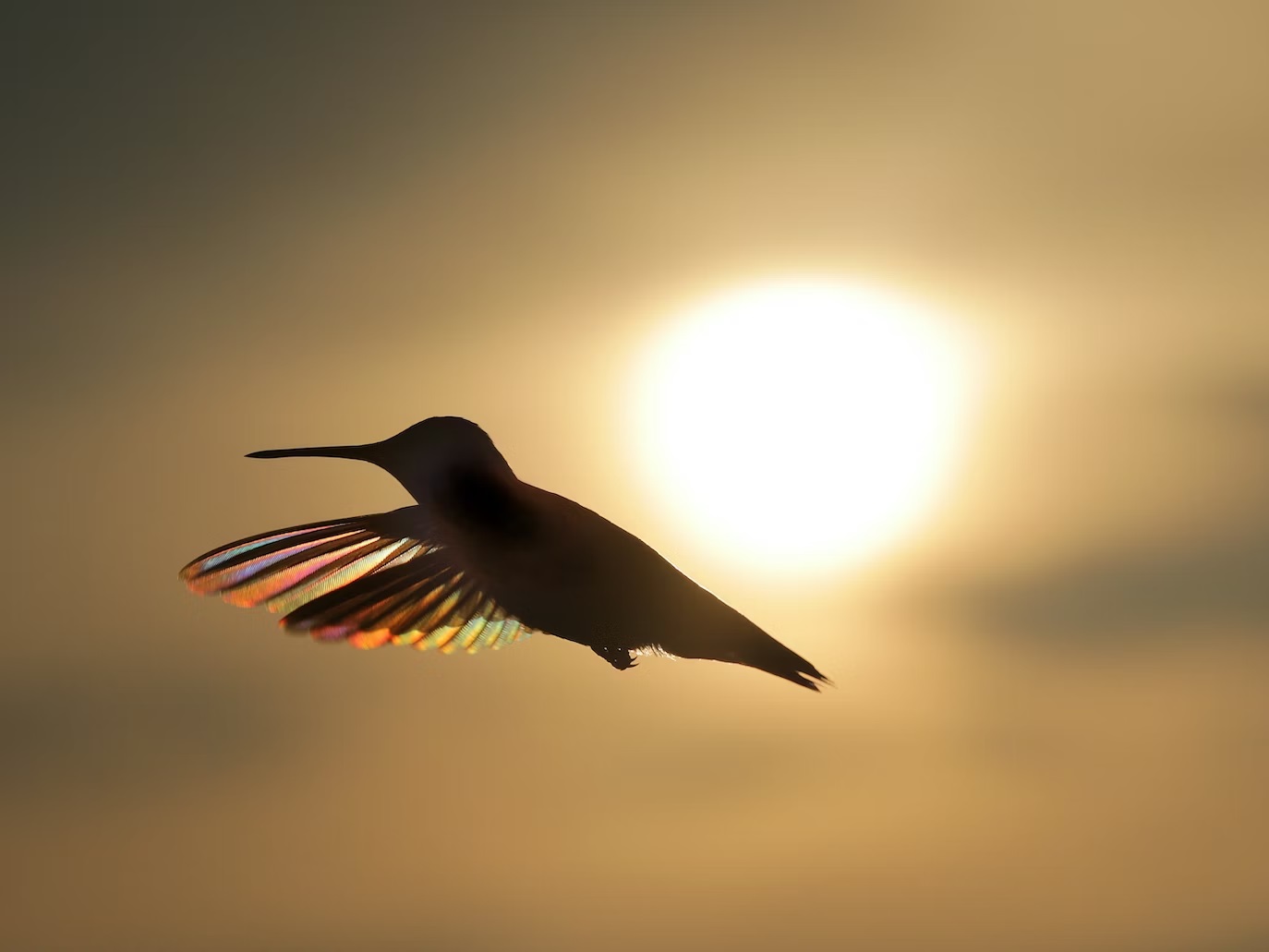 Hummingbird①-②ramona623③Unsplash-Lahayca-icon