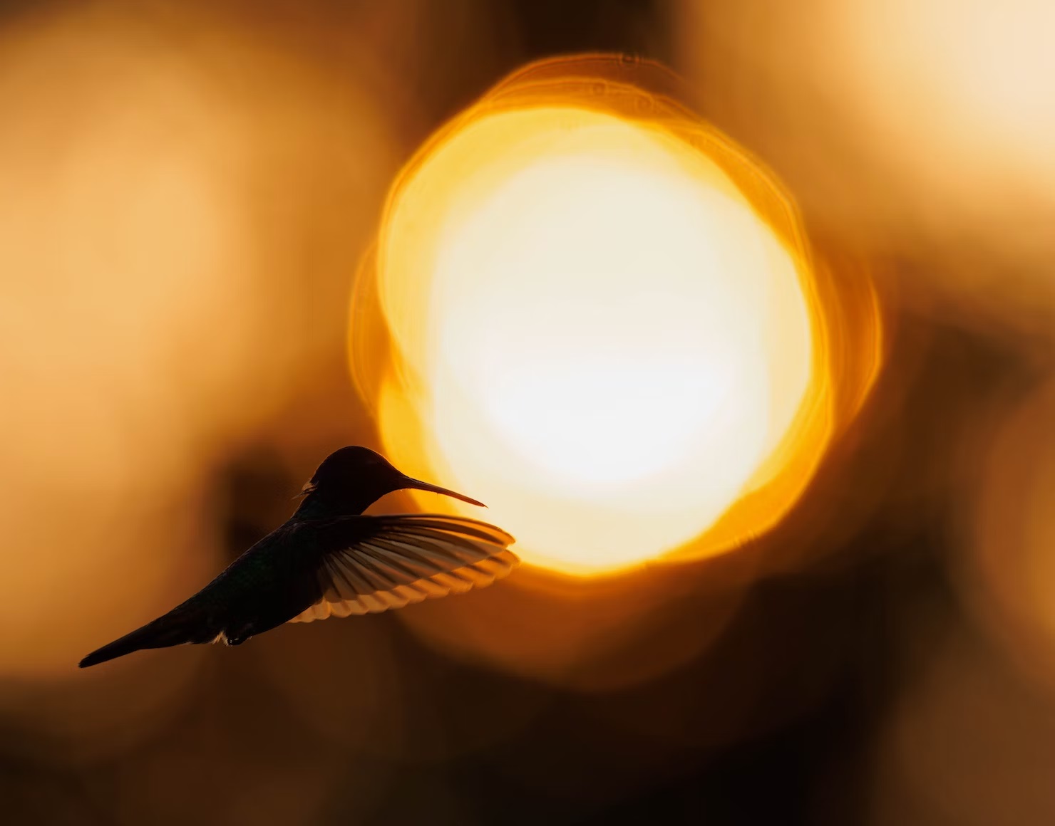 Hummingbird①-②zmachacek③Unsplash-Lahayca-icon