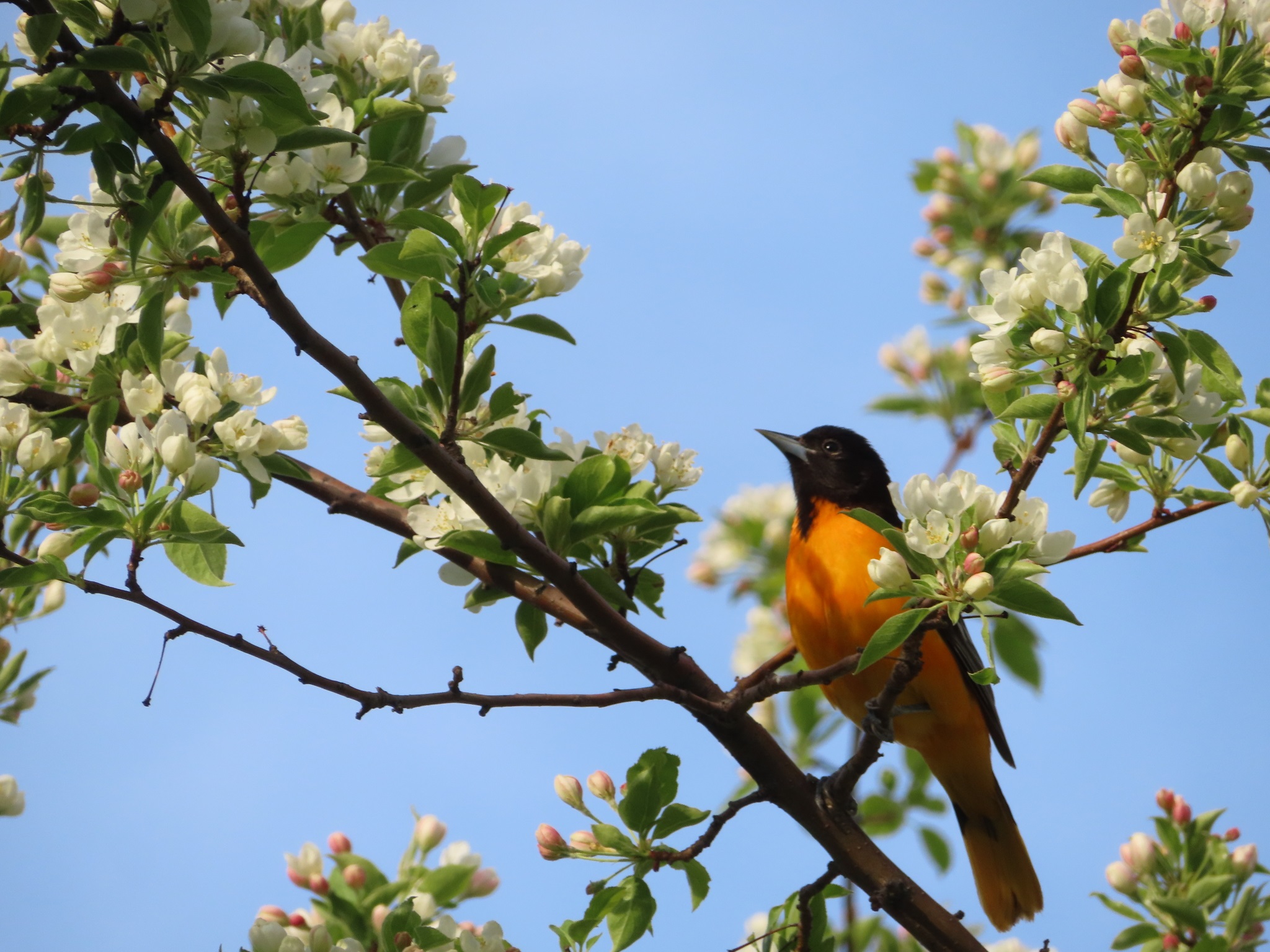 Icterus galbula①Baltimore Oriole②eric-schmitty③CC⑤162260674