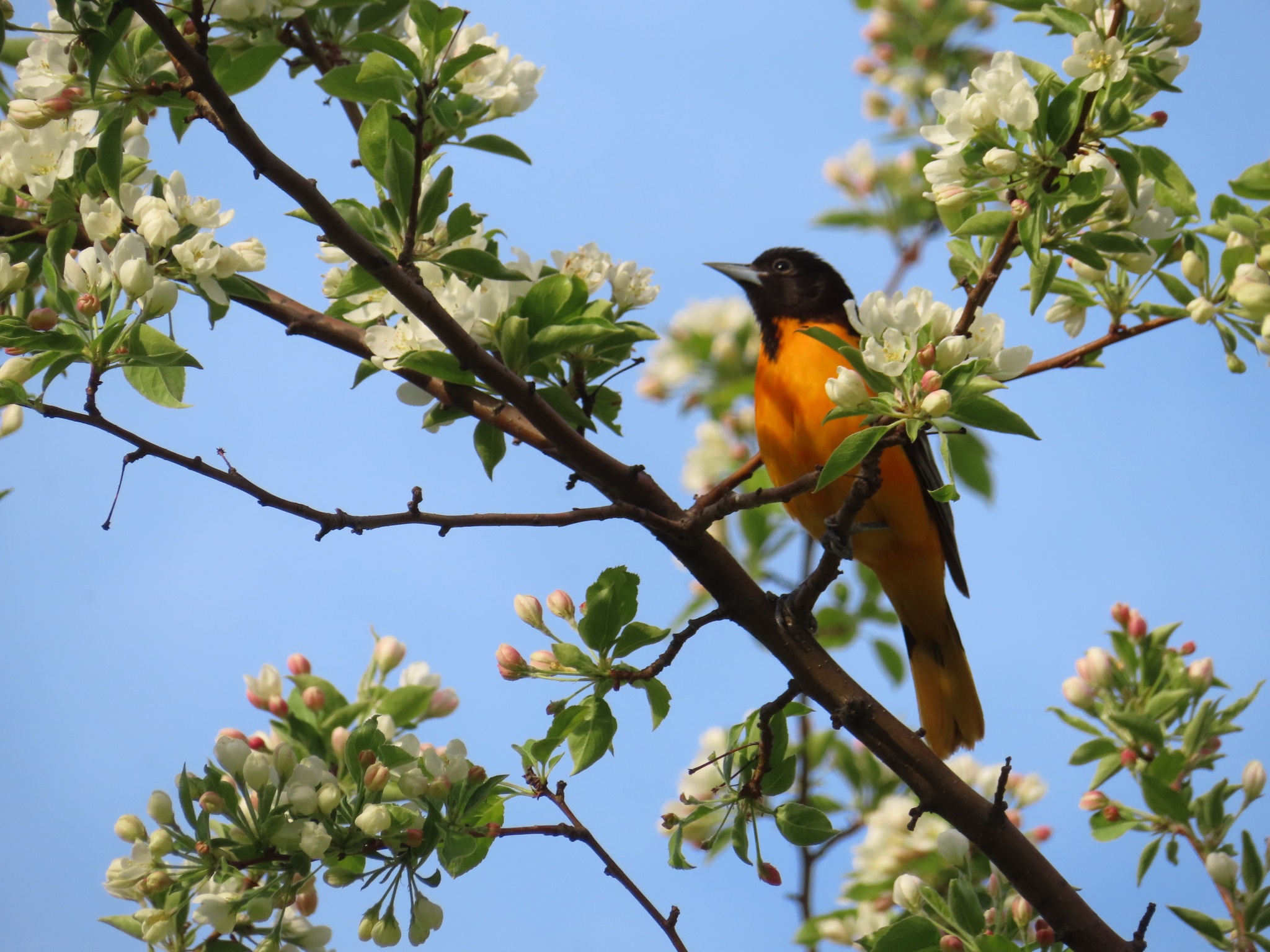 Icterus galbula①Baltimore Oriole②eric-schmitty③CC⑤162260674b