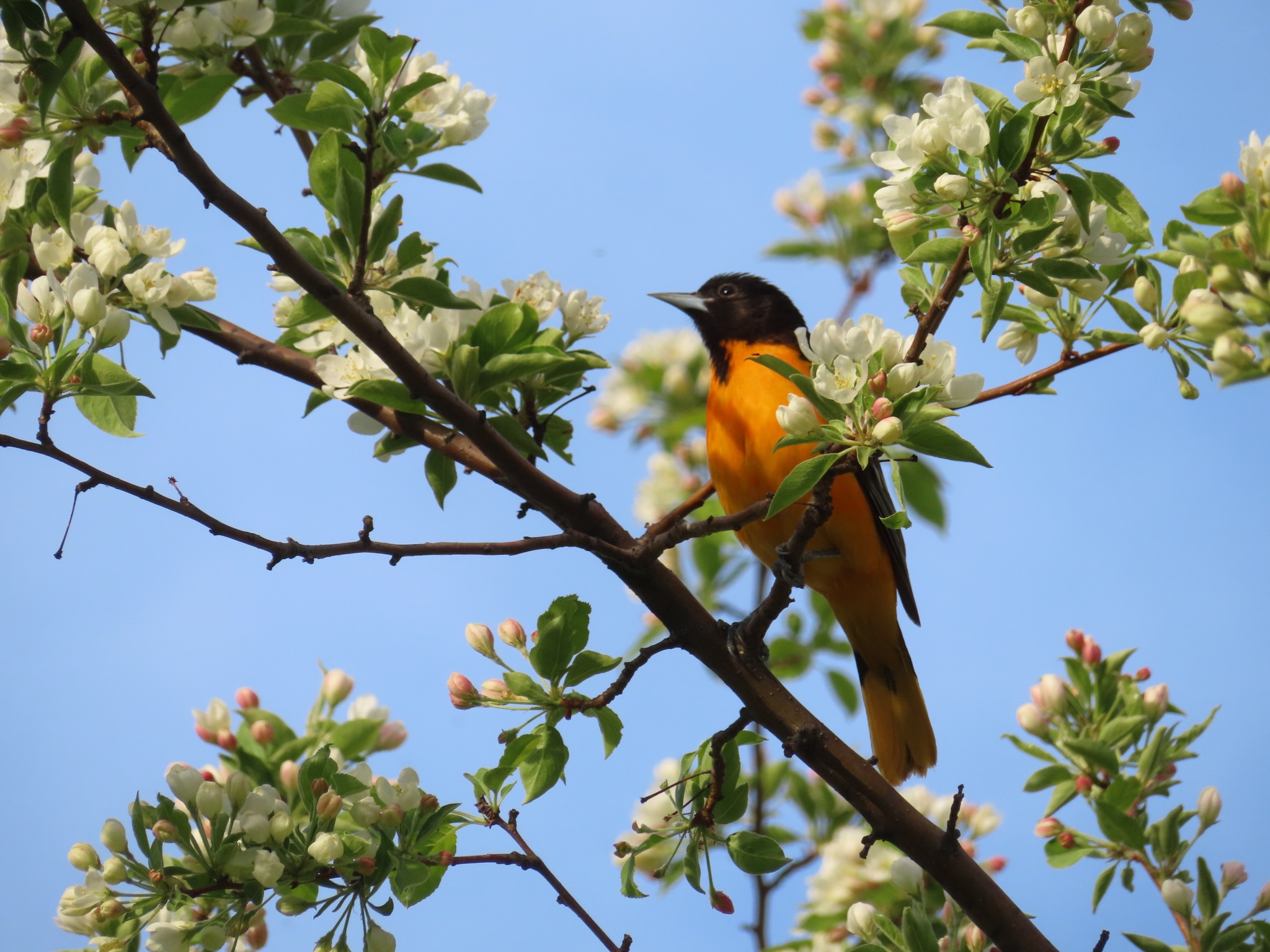 Icterus galbula①Baltimore Oriole②eric-schmitty③CC⑤162260674c