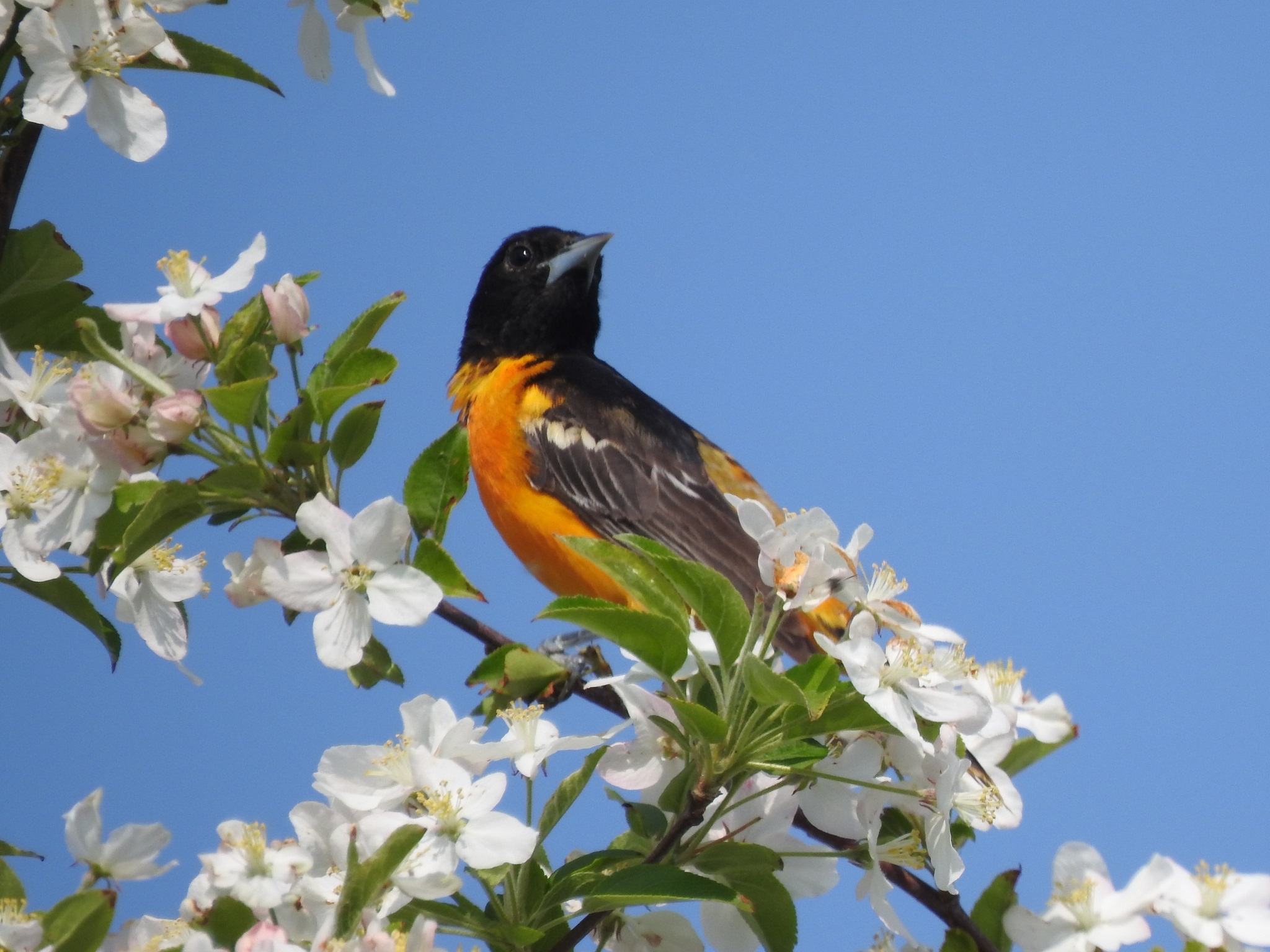 Icterus galbula①Baltimore Oriole②erikschiff③CC⑤161286888