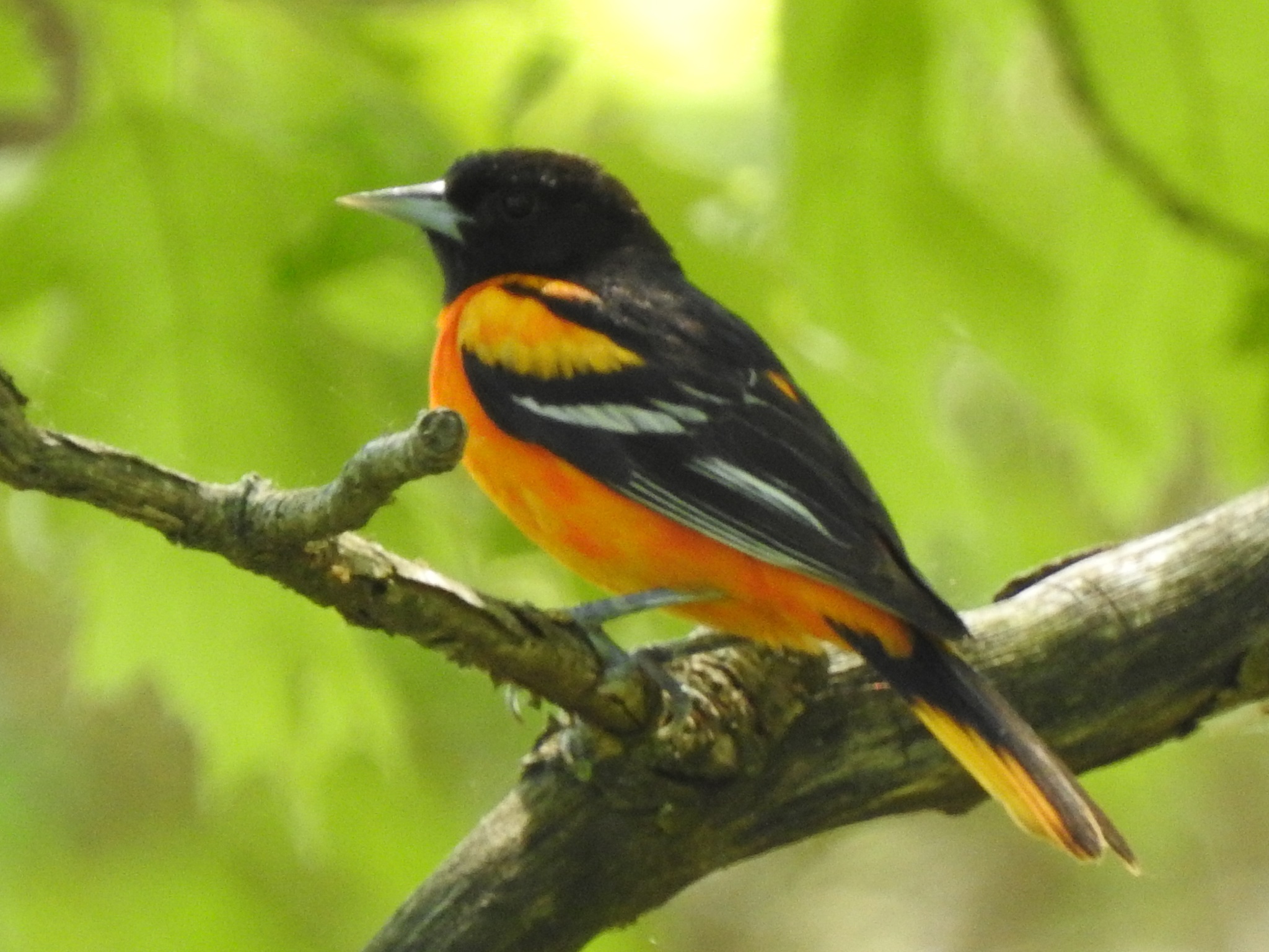 Icterus galbula①Baltimore Oriole②erikschiff③CC⑤162166238