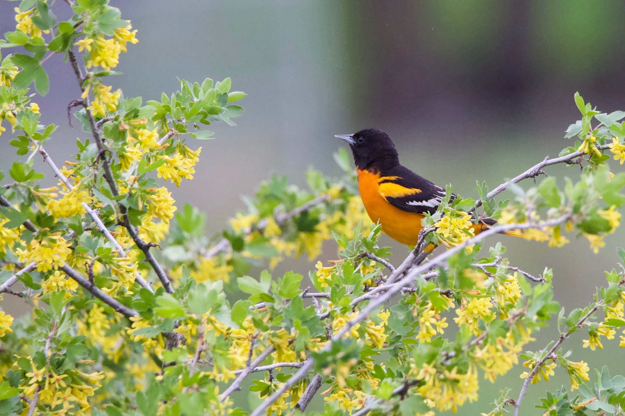 Icterus galbula①Baltimore Oriole②johnkrampl③BY⑤46888774