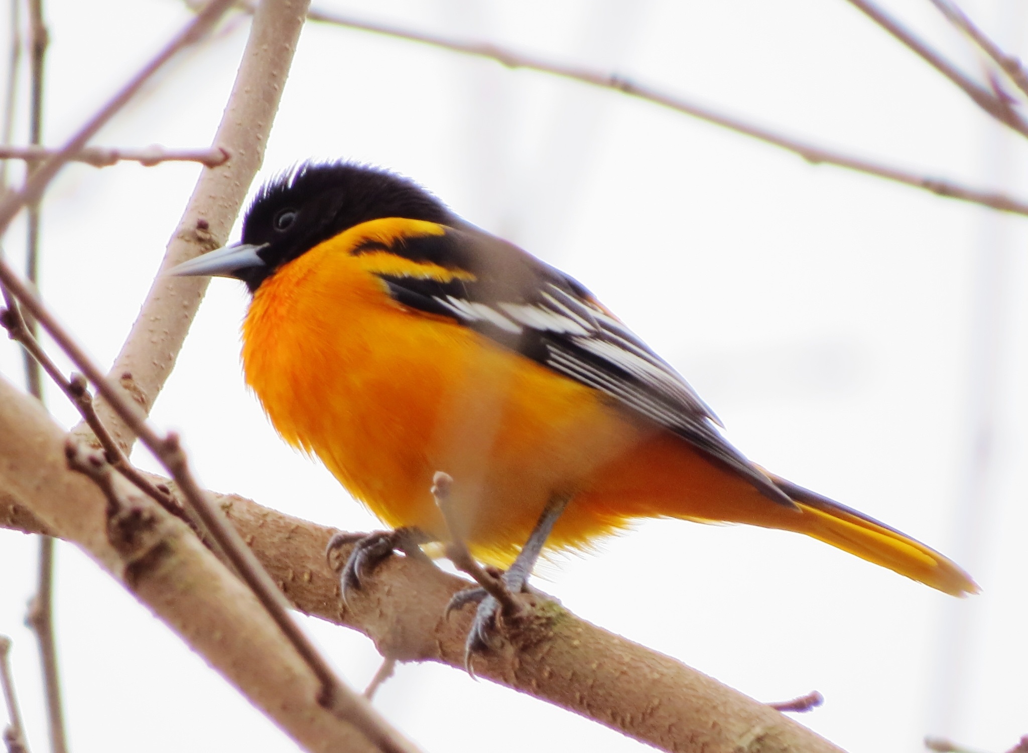 Icterus galbula①Baltimore Oriole②kenkneidel③CC⑤67760989