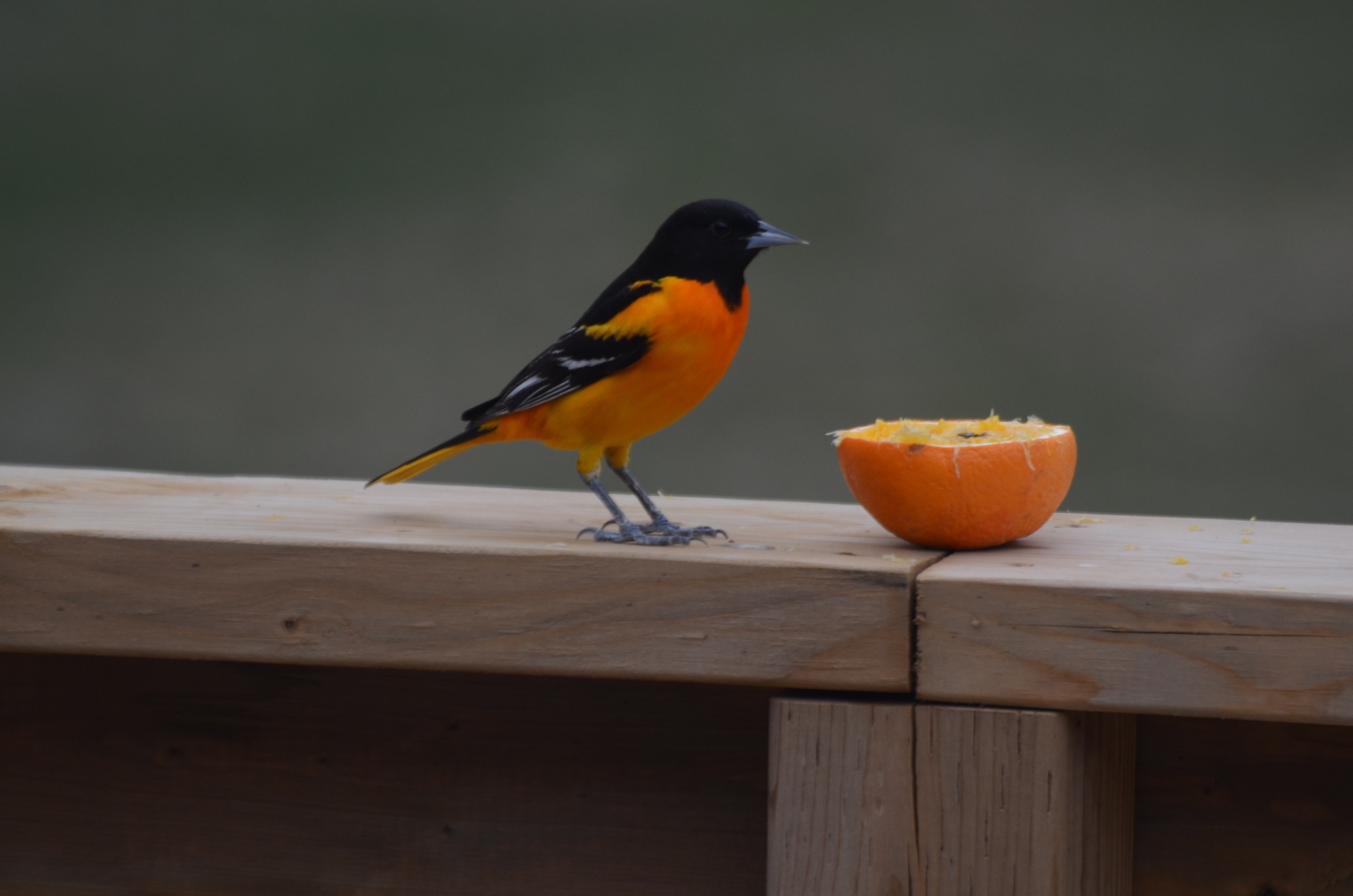 Icterus galbula①Baltimore Oriole②memoosborne③CC⑤47734418