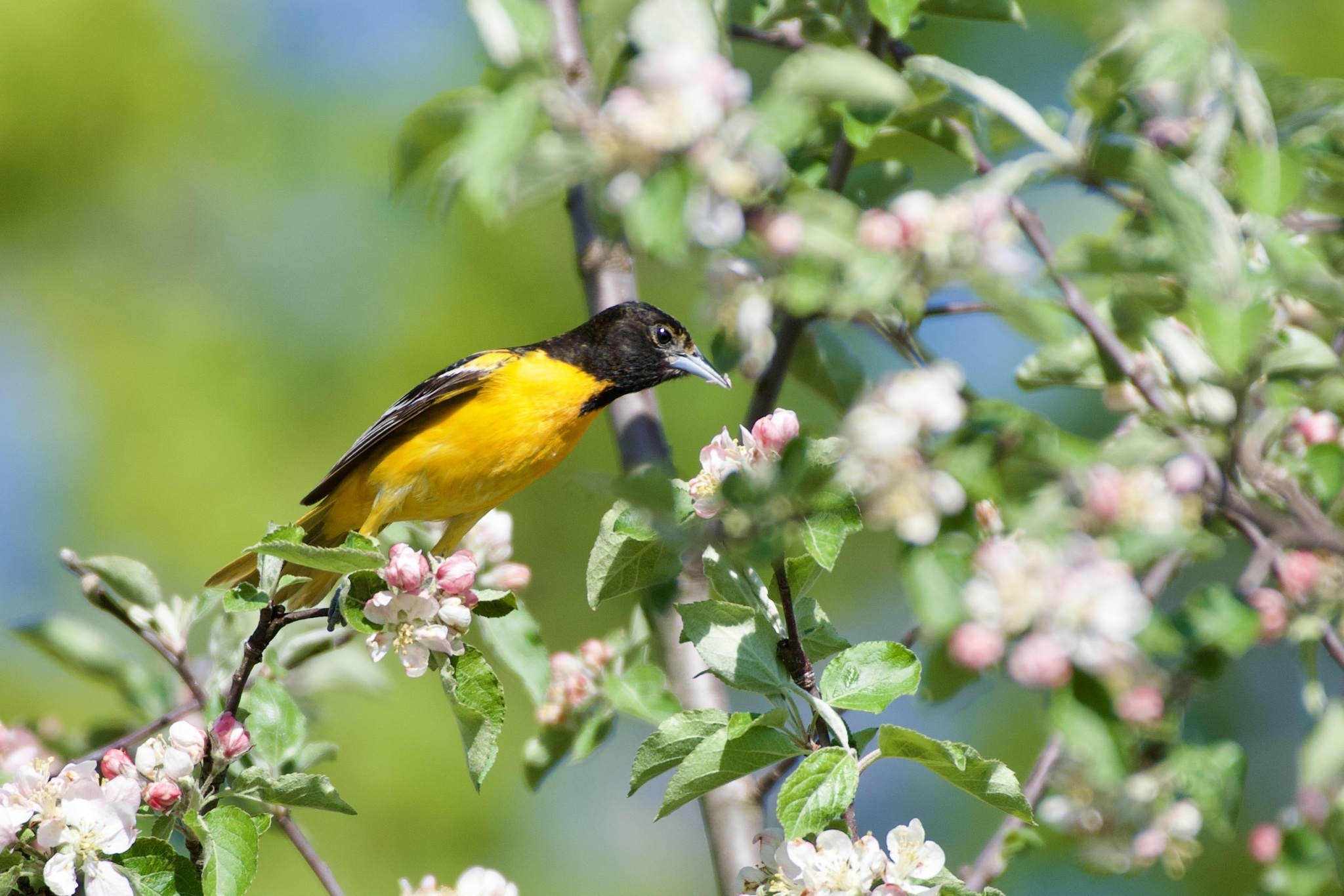 Icterus galbula①Baltimore Oriole②mnerrie③BY⑤107472197c