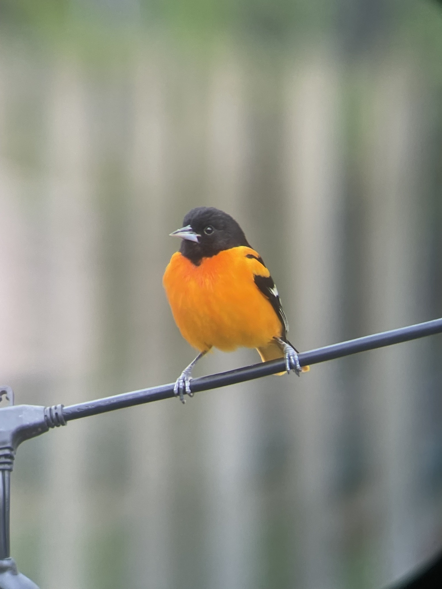 Icterus galbula①Baltimore Oriole②mstaffelbach③CC⑤114377001